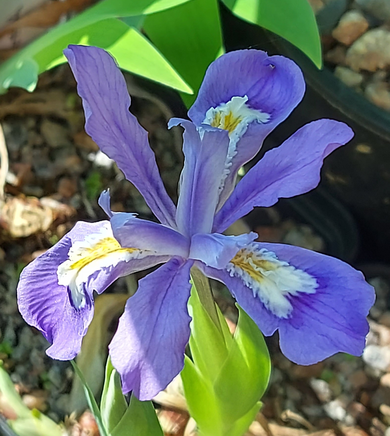 Iris cristata