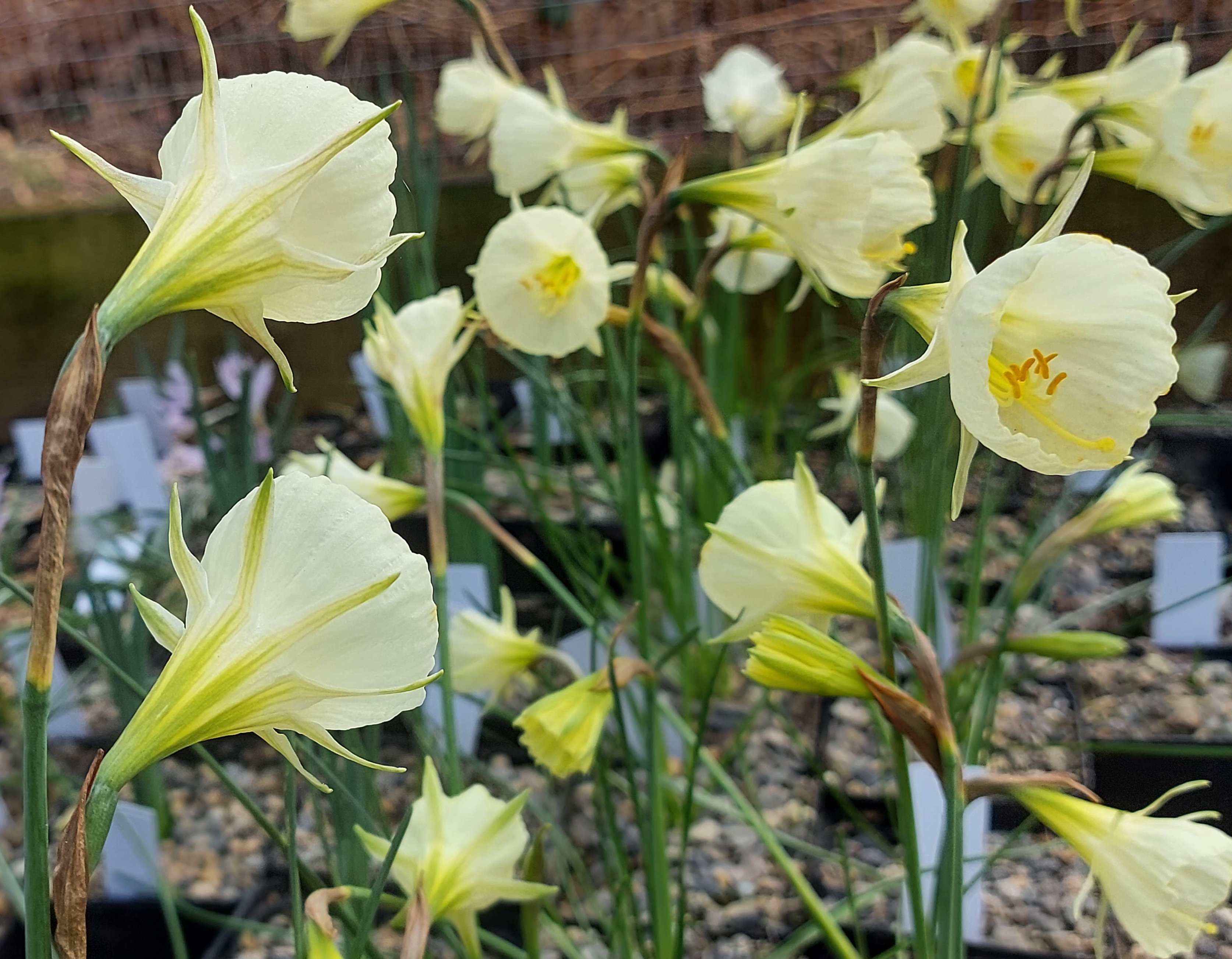 Narcissus Mary Poppins