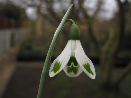 Galanthus Turncoat