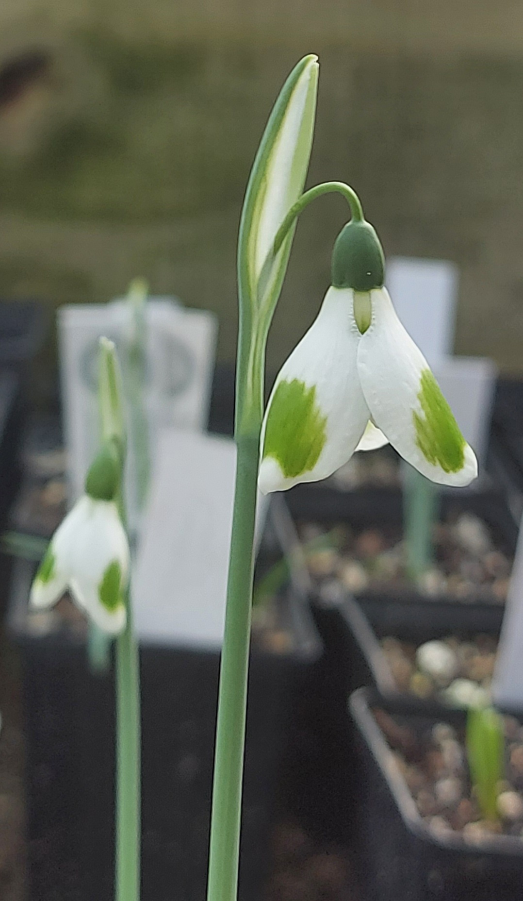 Galanthus Pieces of Eight