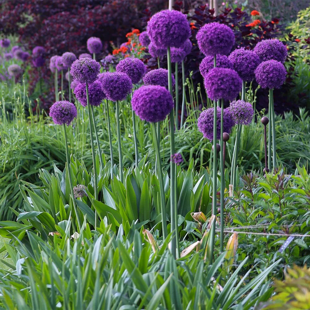 Allium giganteum