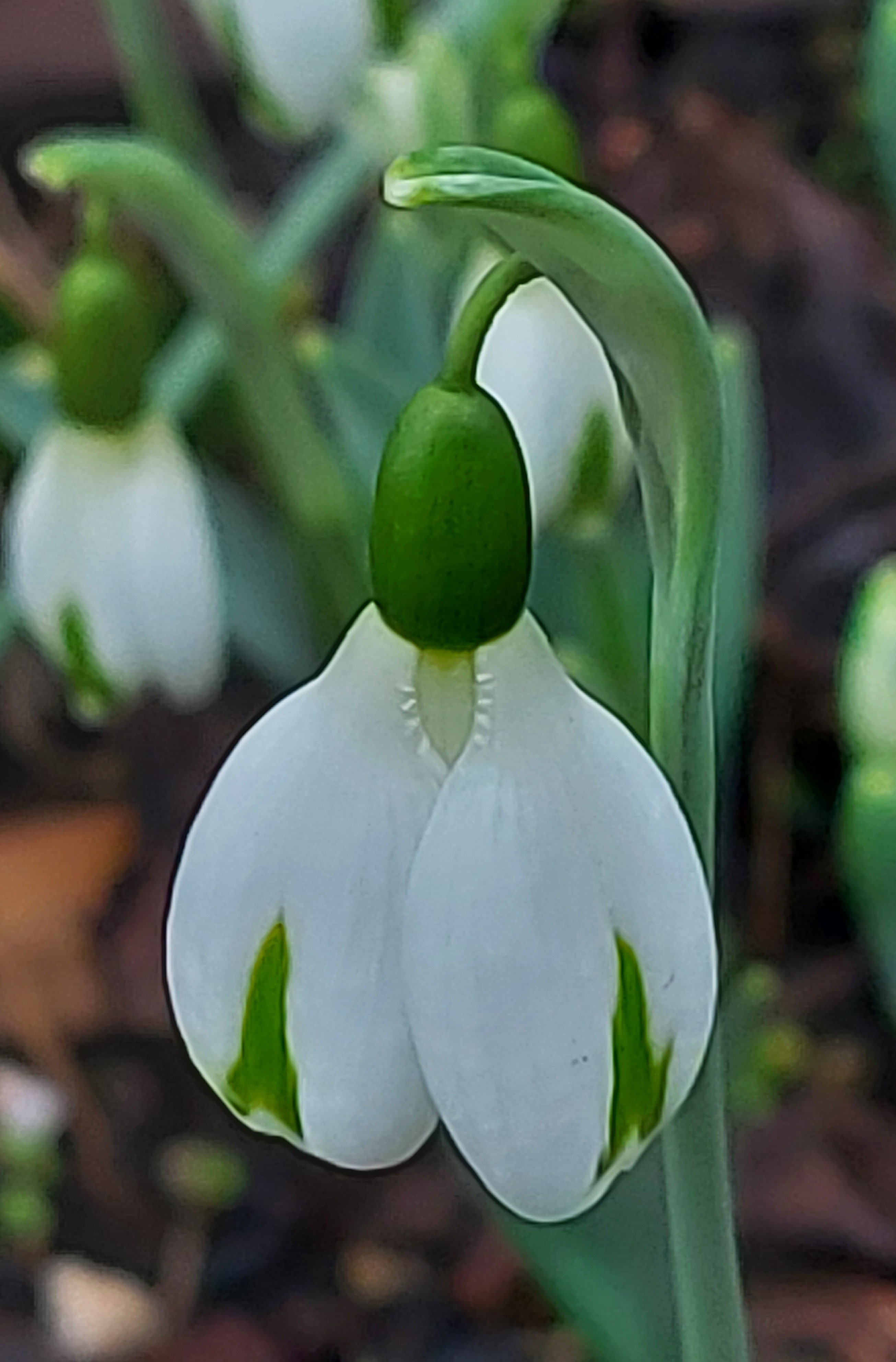 Galanthus Trumps