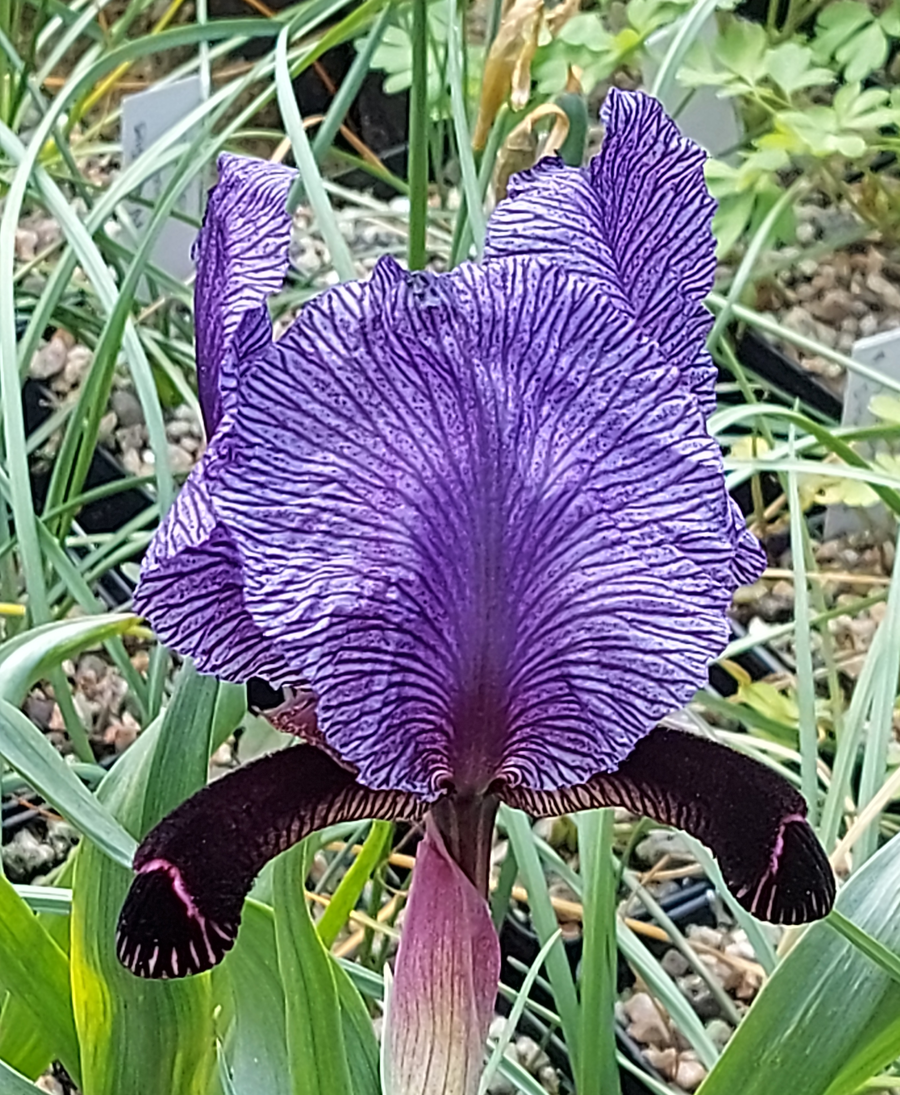 Iris paradoxa