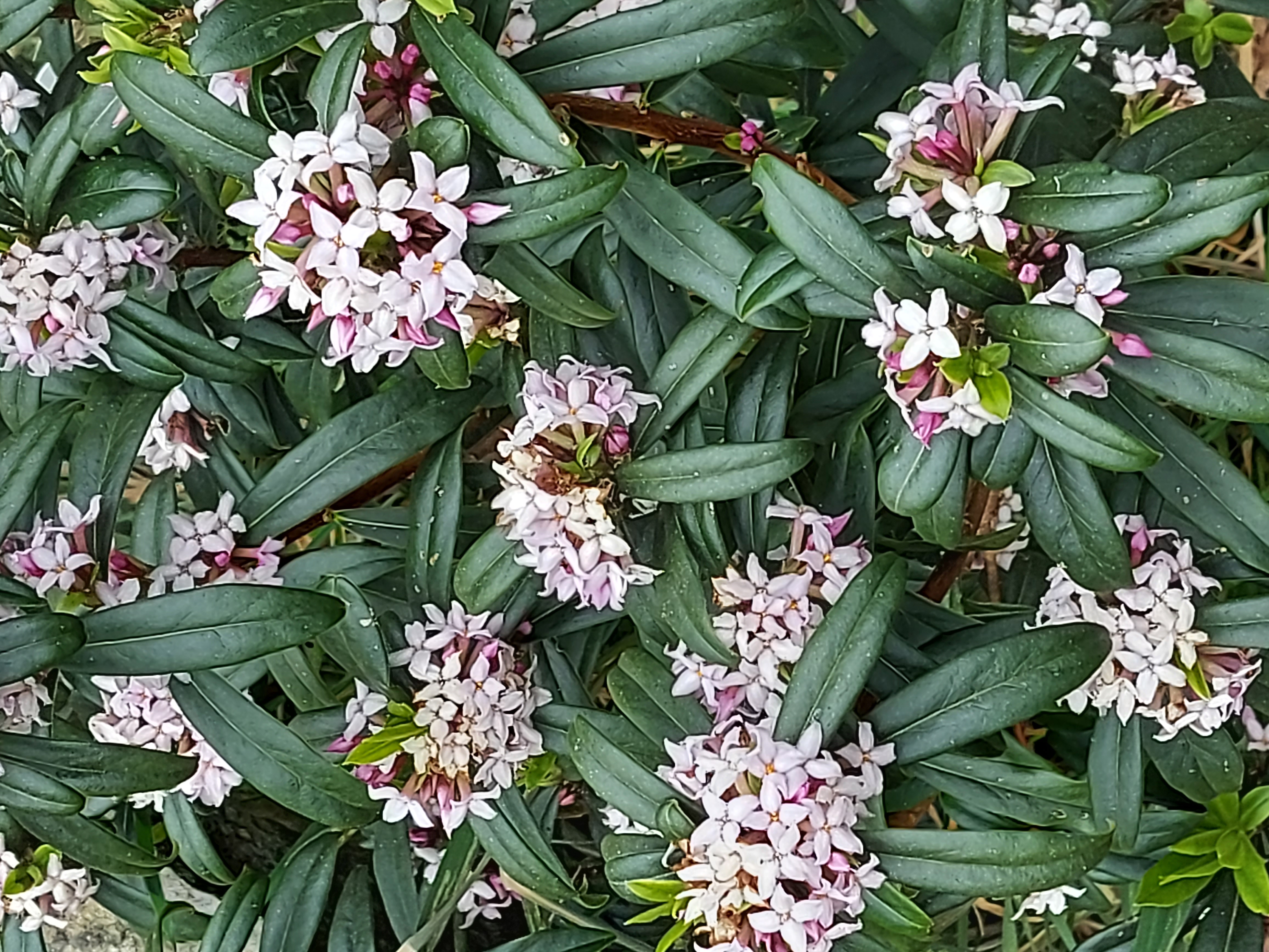 Daphne x wolongensis Guardsman