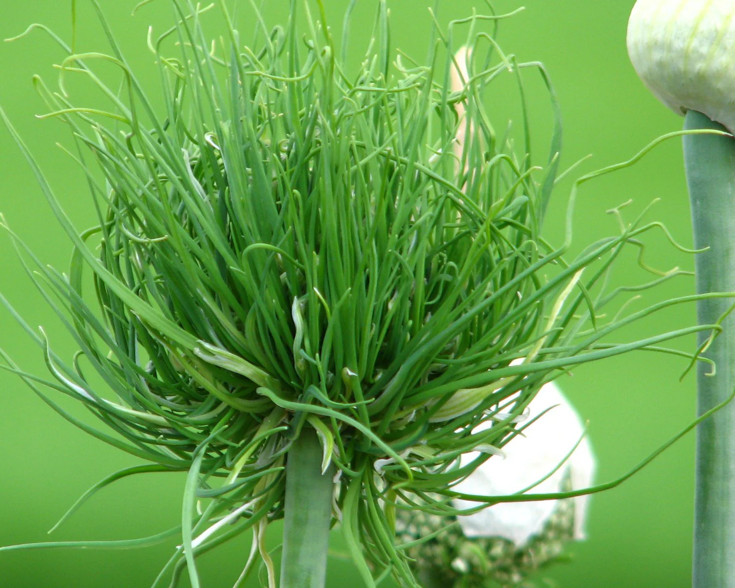 Allium Catweazle