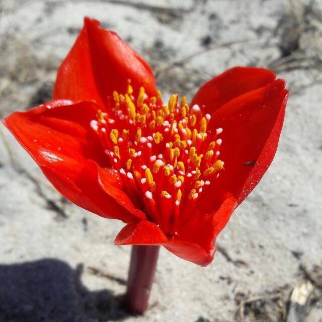 Haemanthus pubescens ssp arenicolus