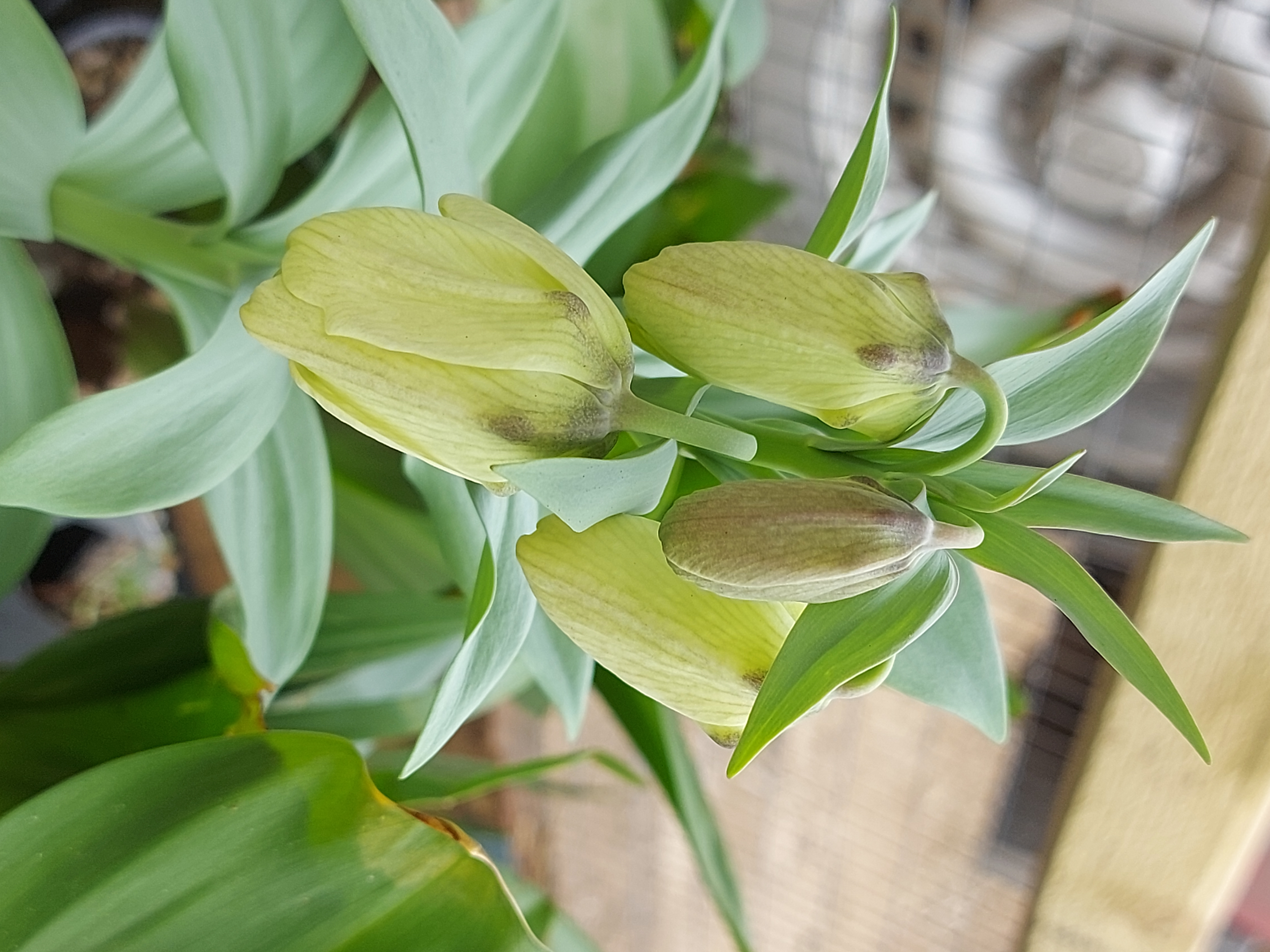 Fritillaria pallidiflora