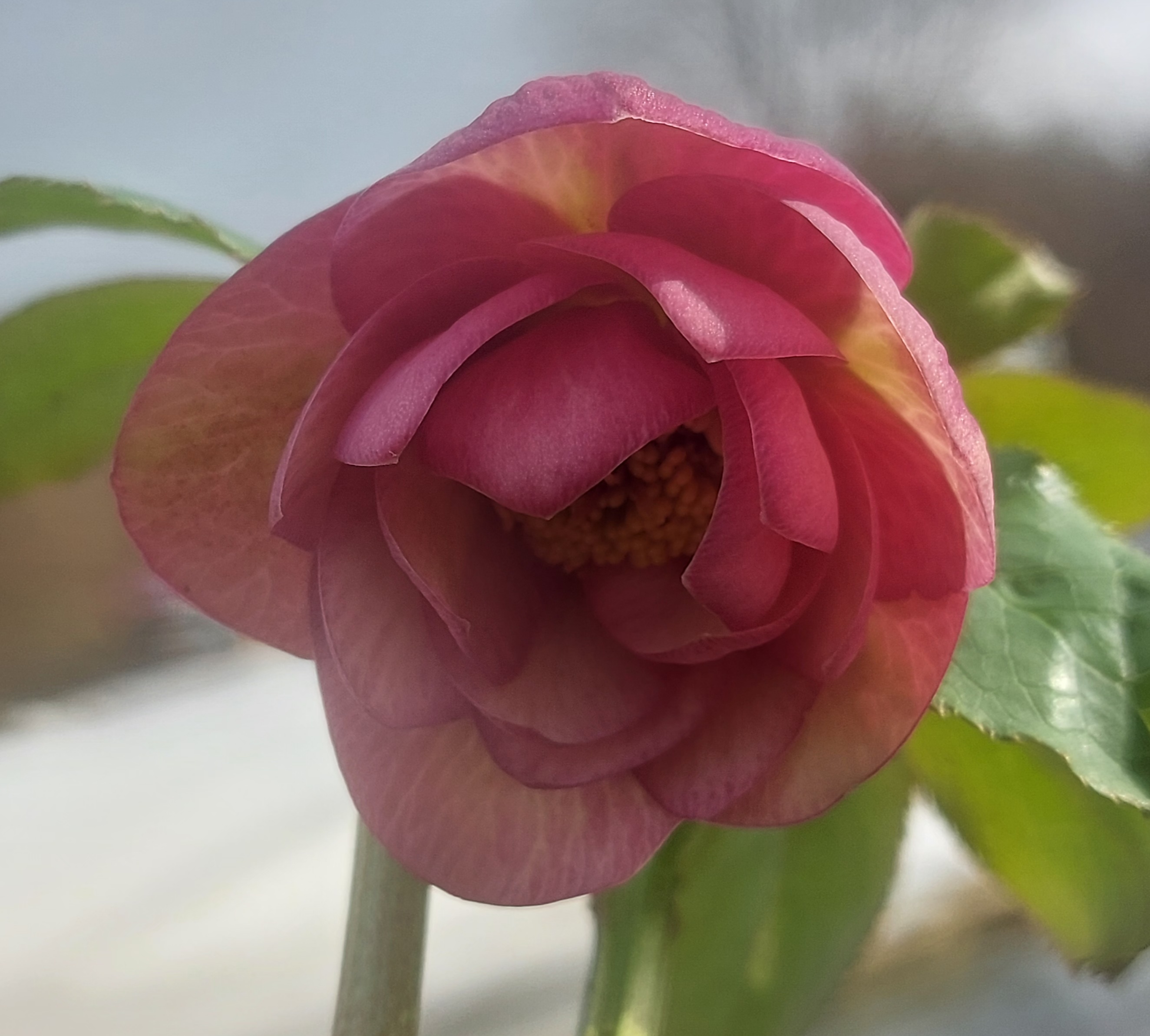 Helleborus x hybridus Double Apricot