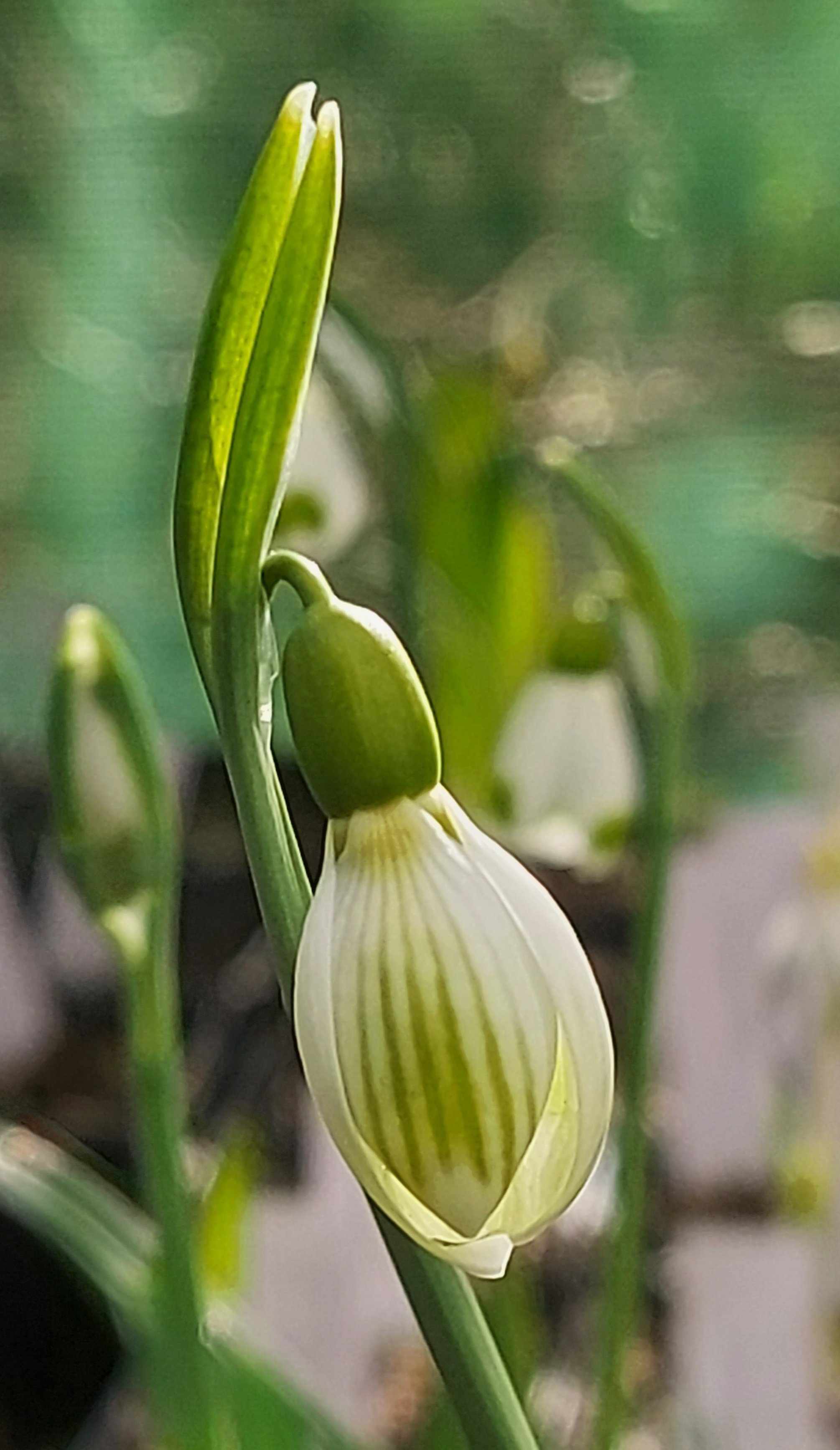 Galanthus plicatus Joe Sharman