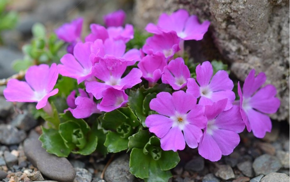 Primula x forsteri bileckii