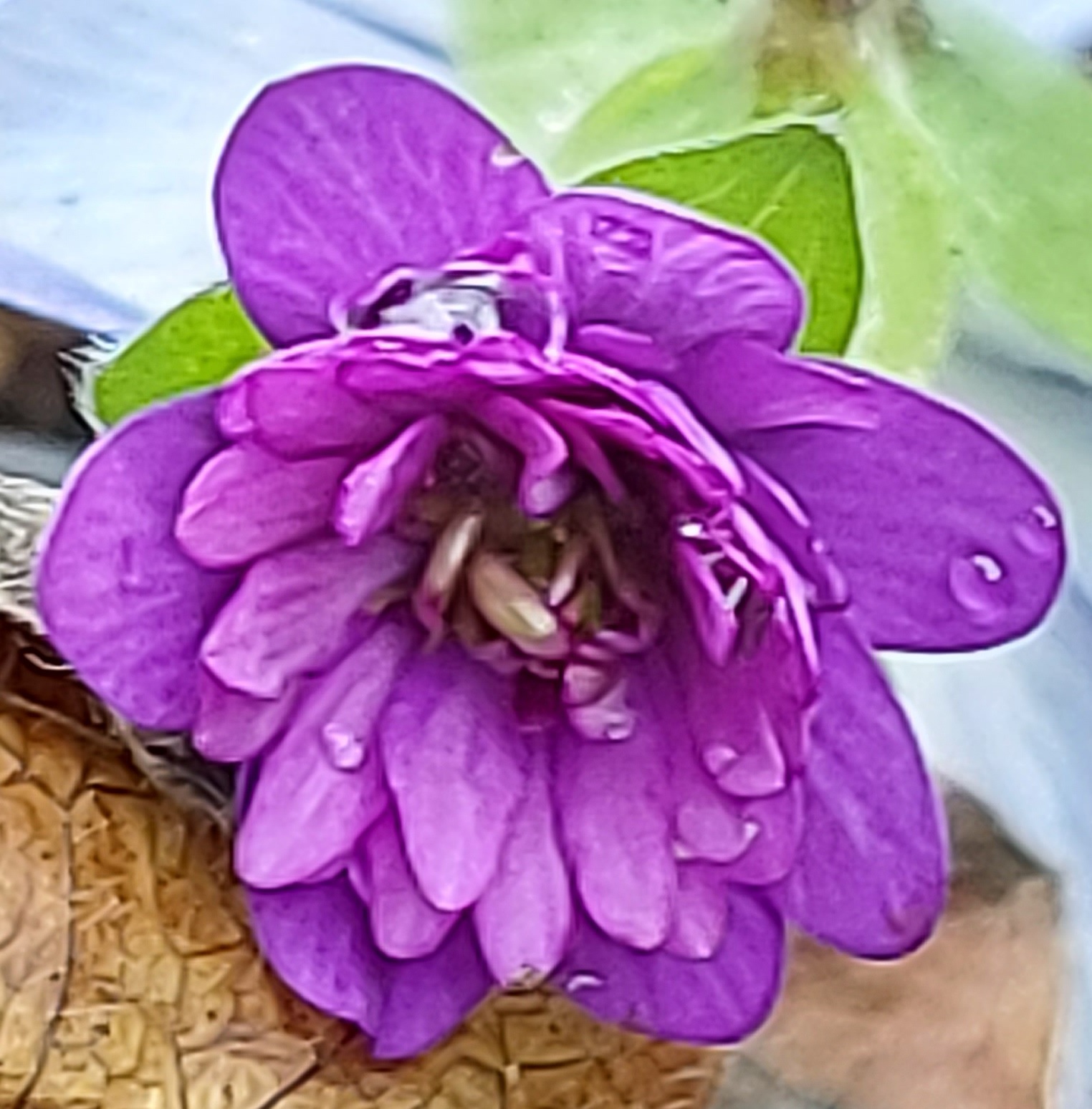 Hepatica japonica Chiharu