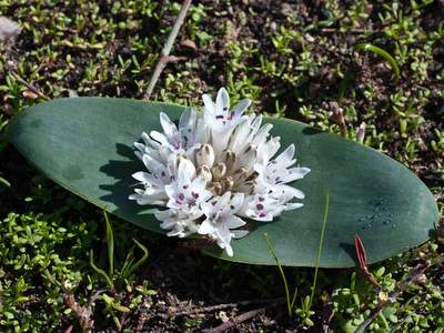 Lachenalia ensifolia
