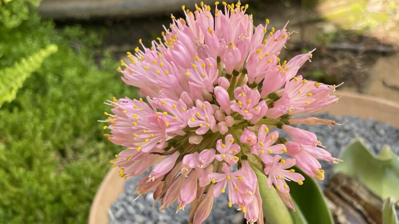 Haemanthus humilis Giant 