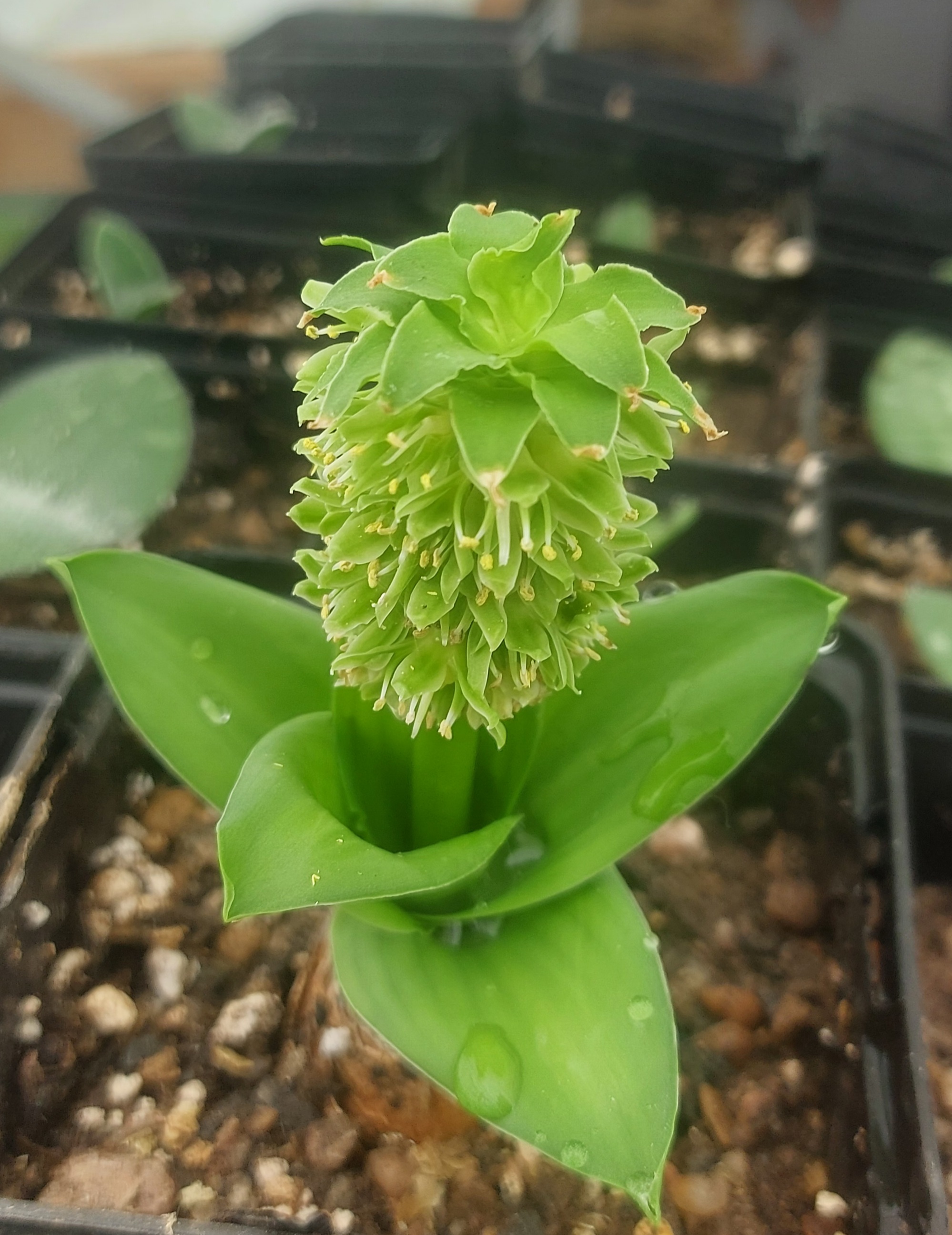 Eucomis amaryllidifolia