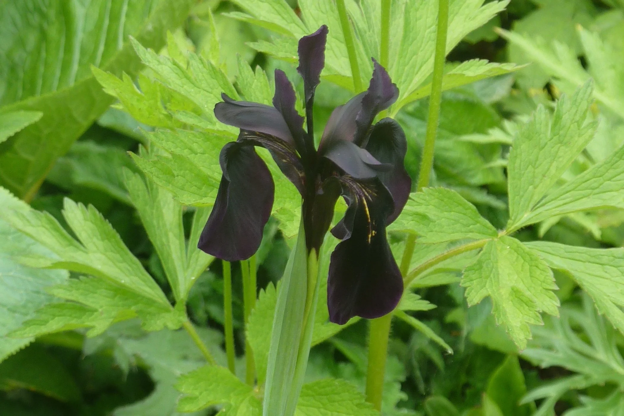 Iris chrysographes Black Form