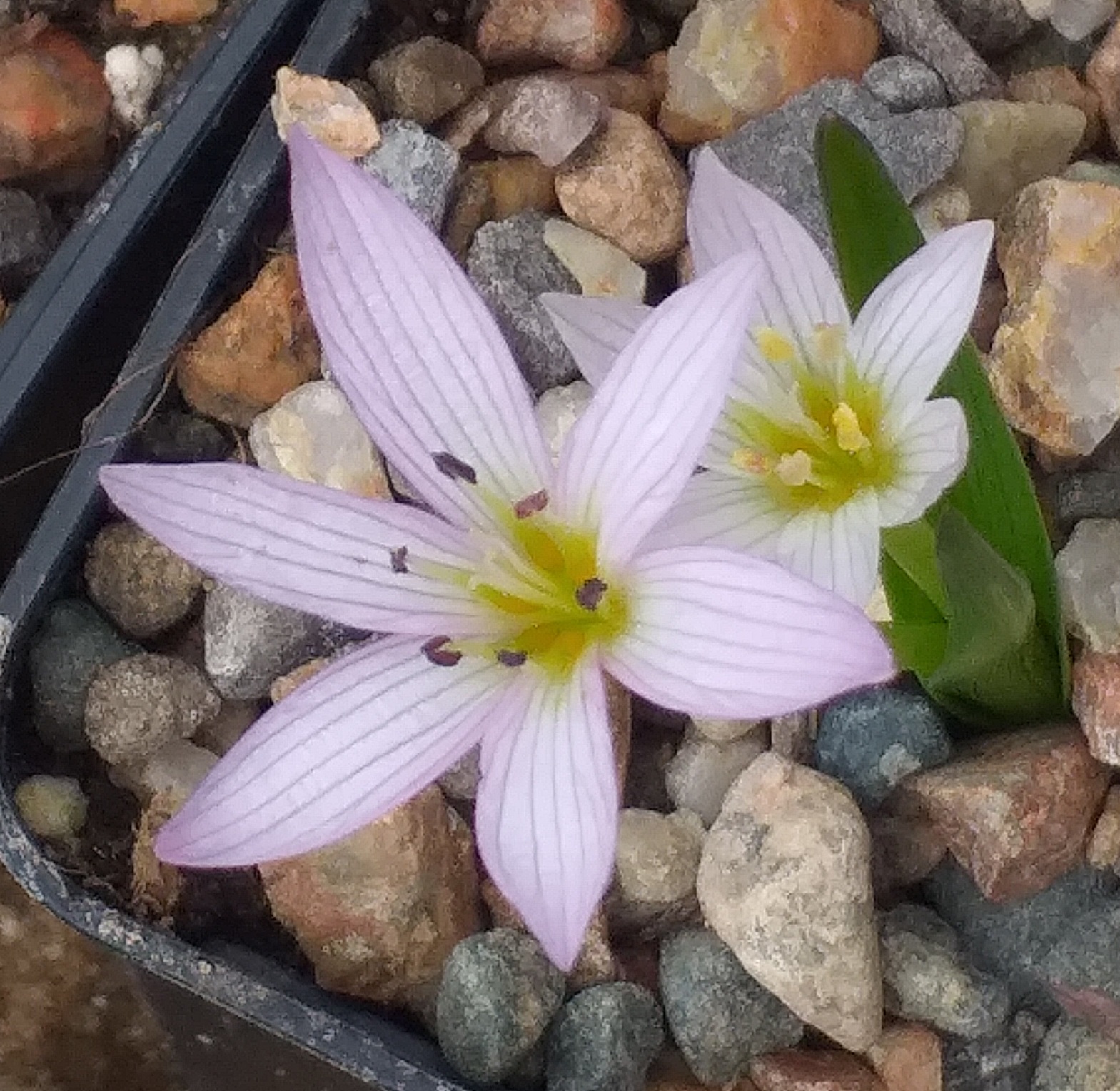 Colchicum cupanii