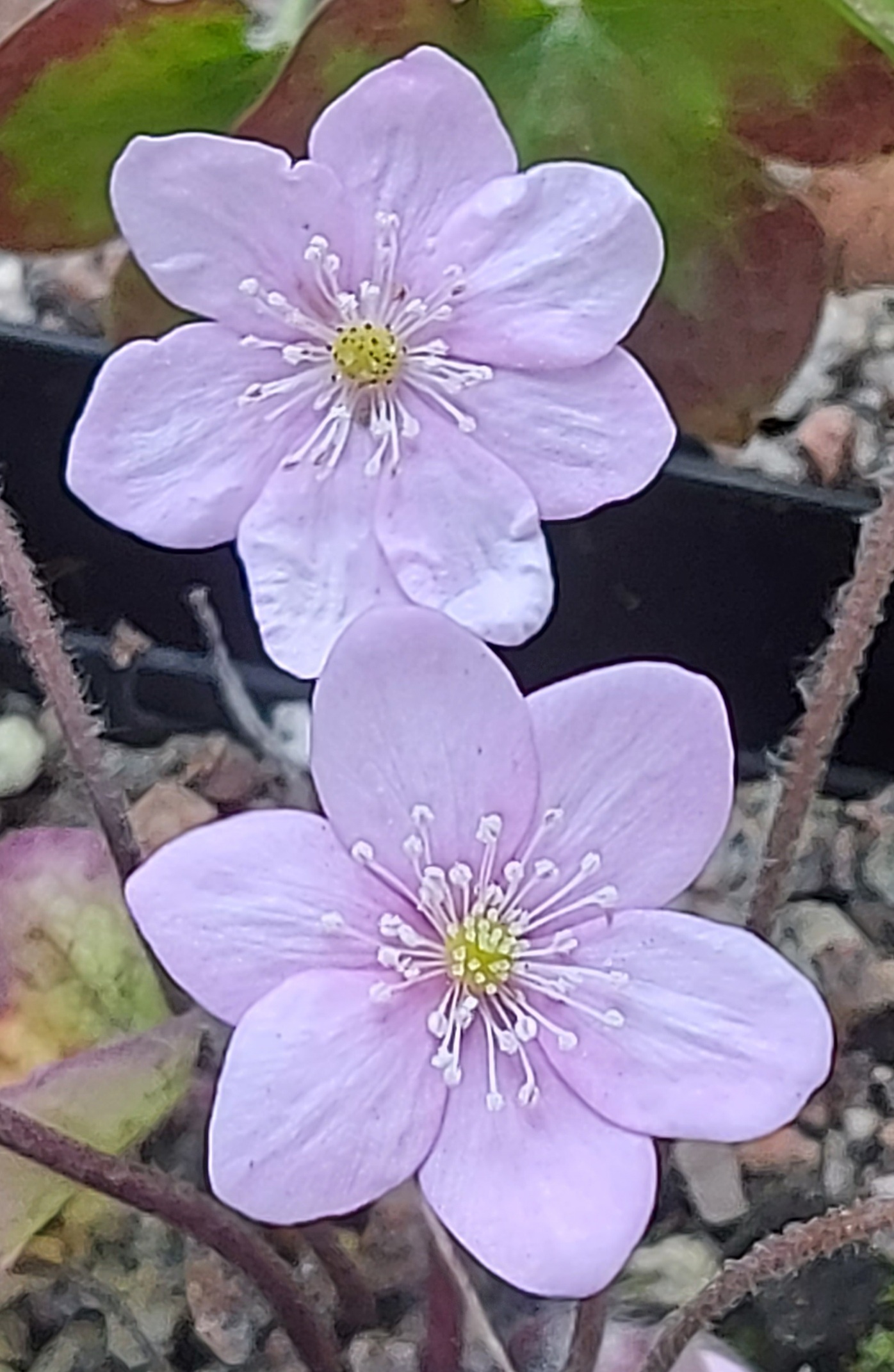 Hepatica nobilis ex Rosa Elite