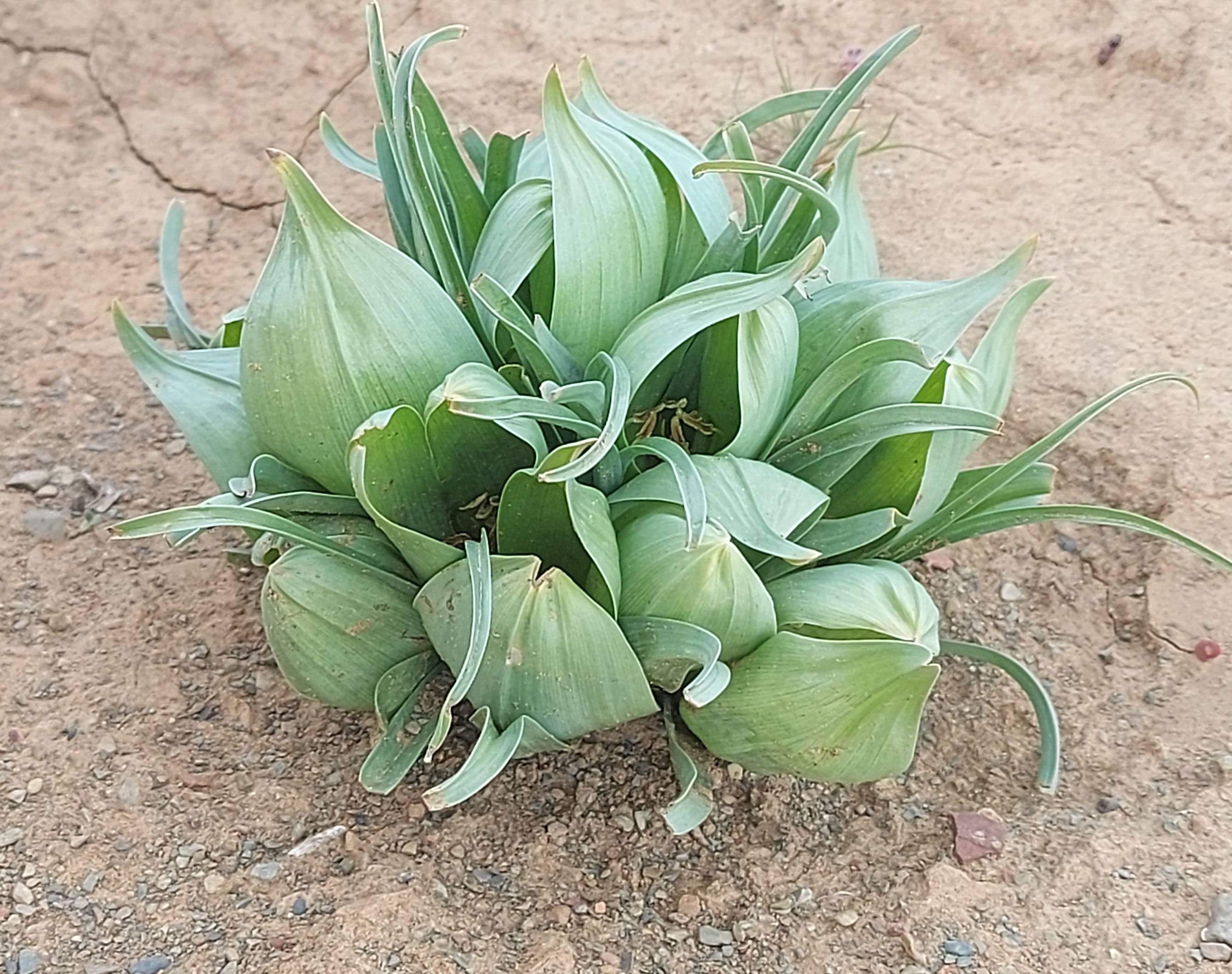 Androcymbium circinatum