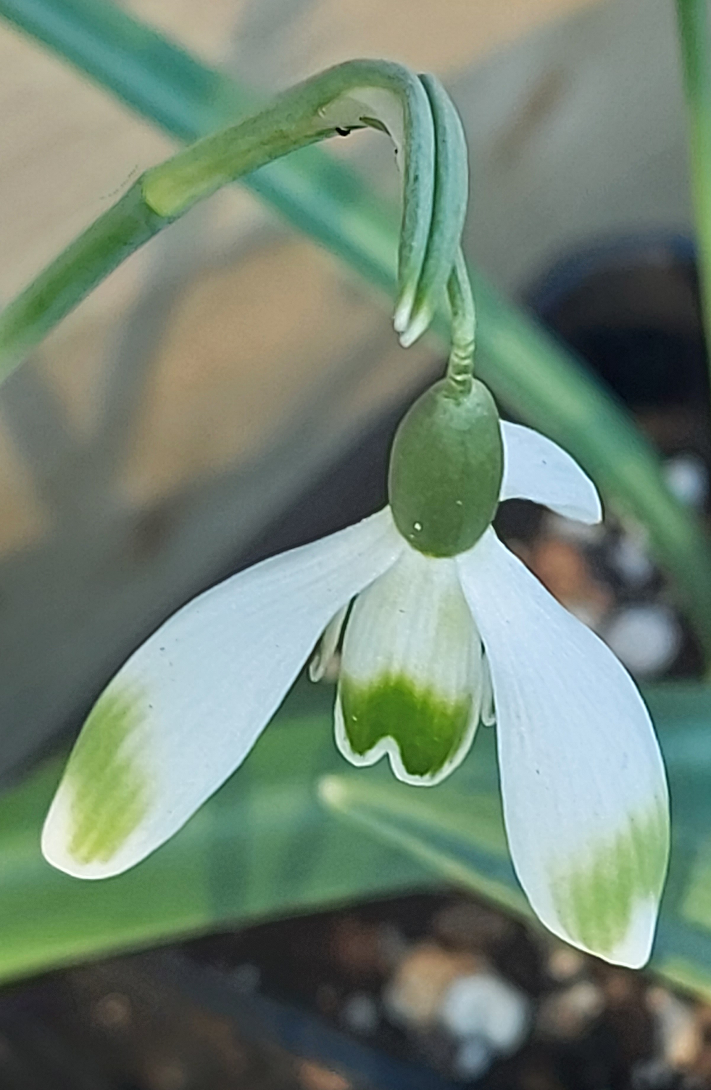 Galanthus Envy