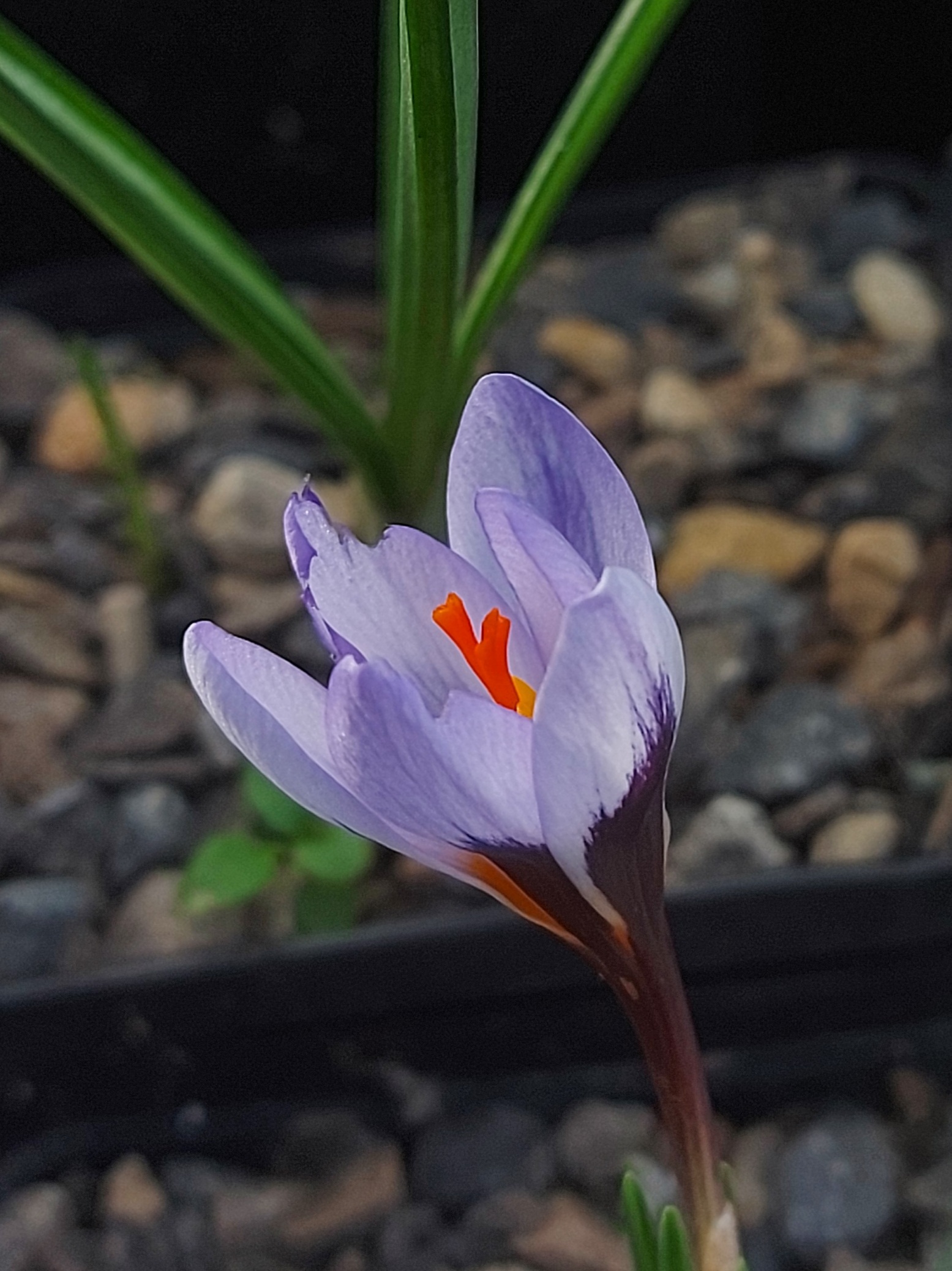 Crocus cyprius