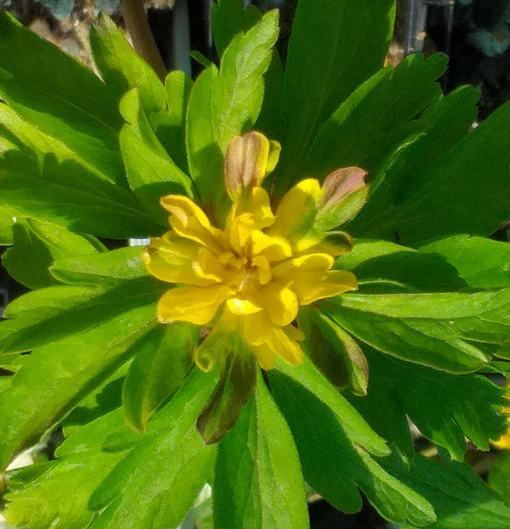 Anemone ranunculoides Pleniflora