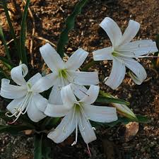 Crinum lugardiae