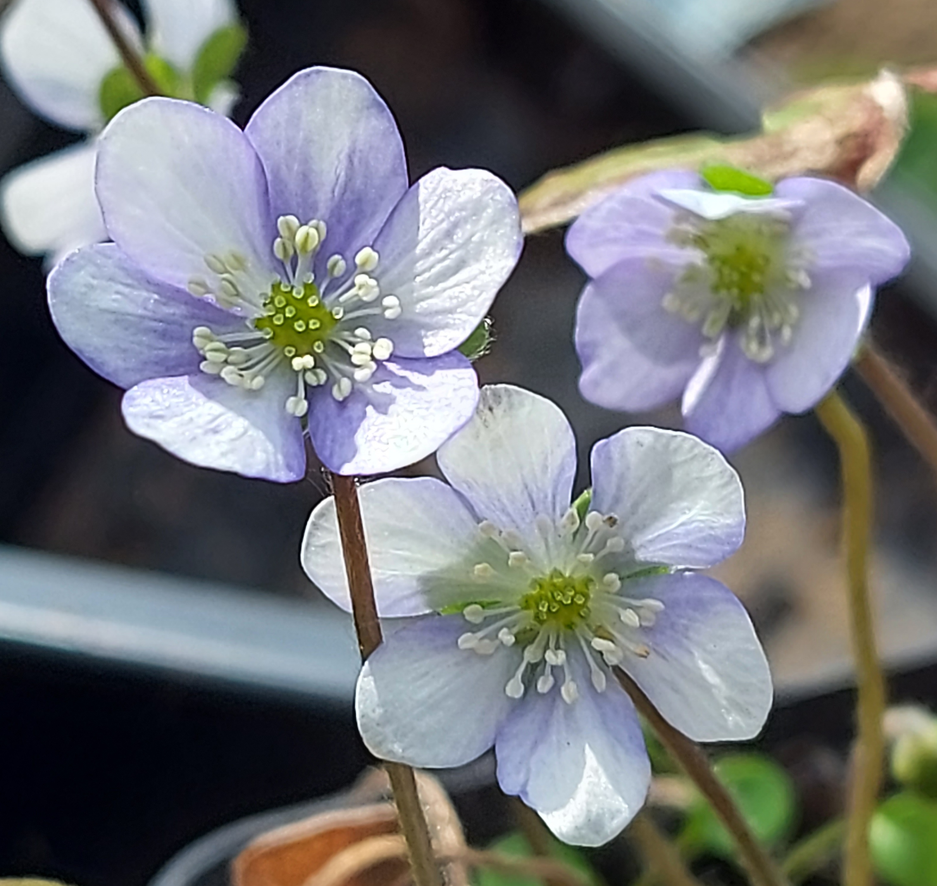 Hepatica nobilis var pyrenaica