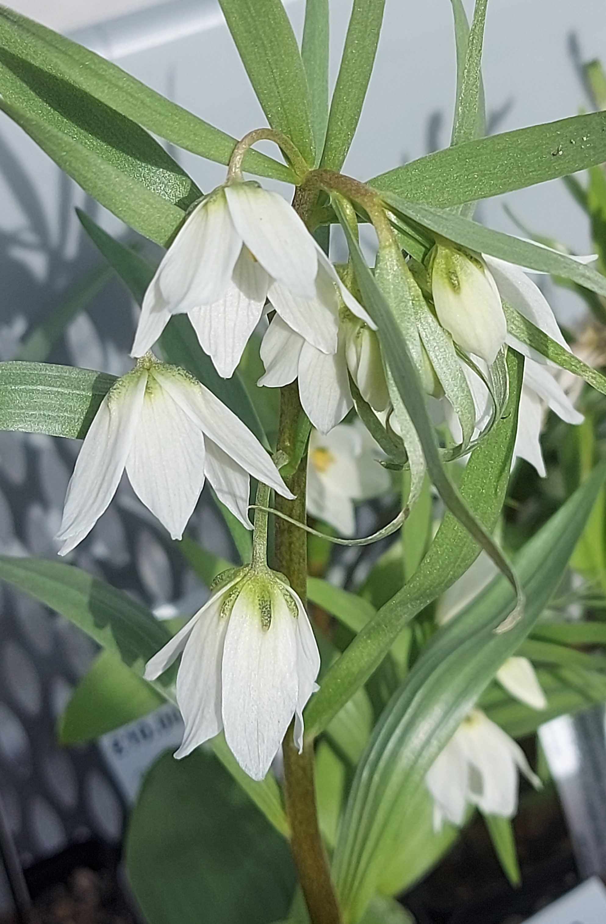 Fritillaria bucharica