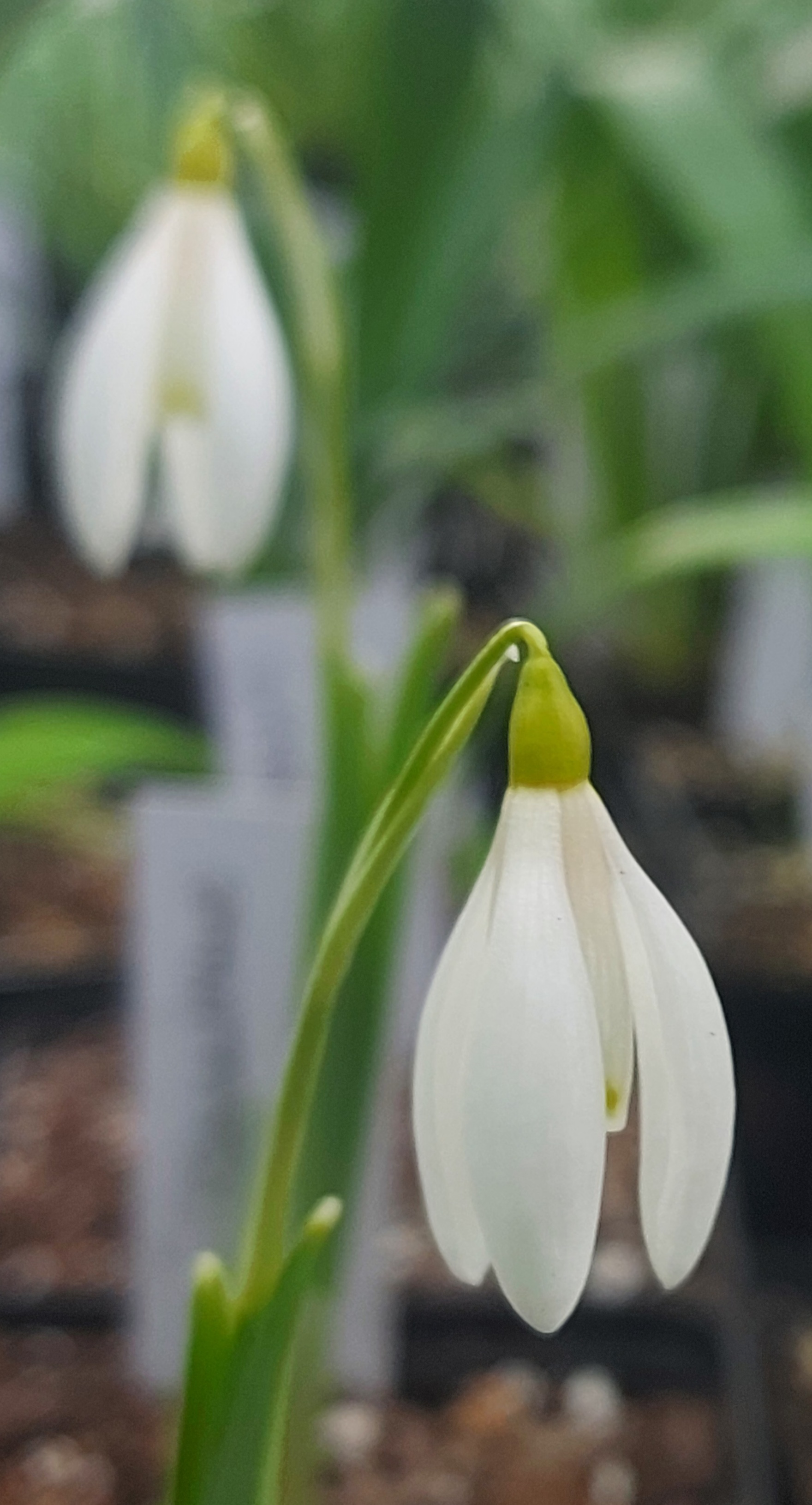 Galanthus Wisp