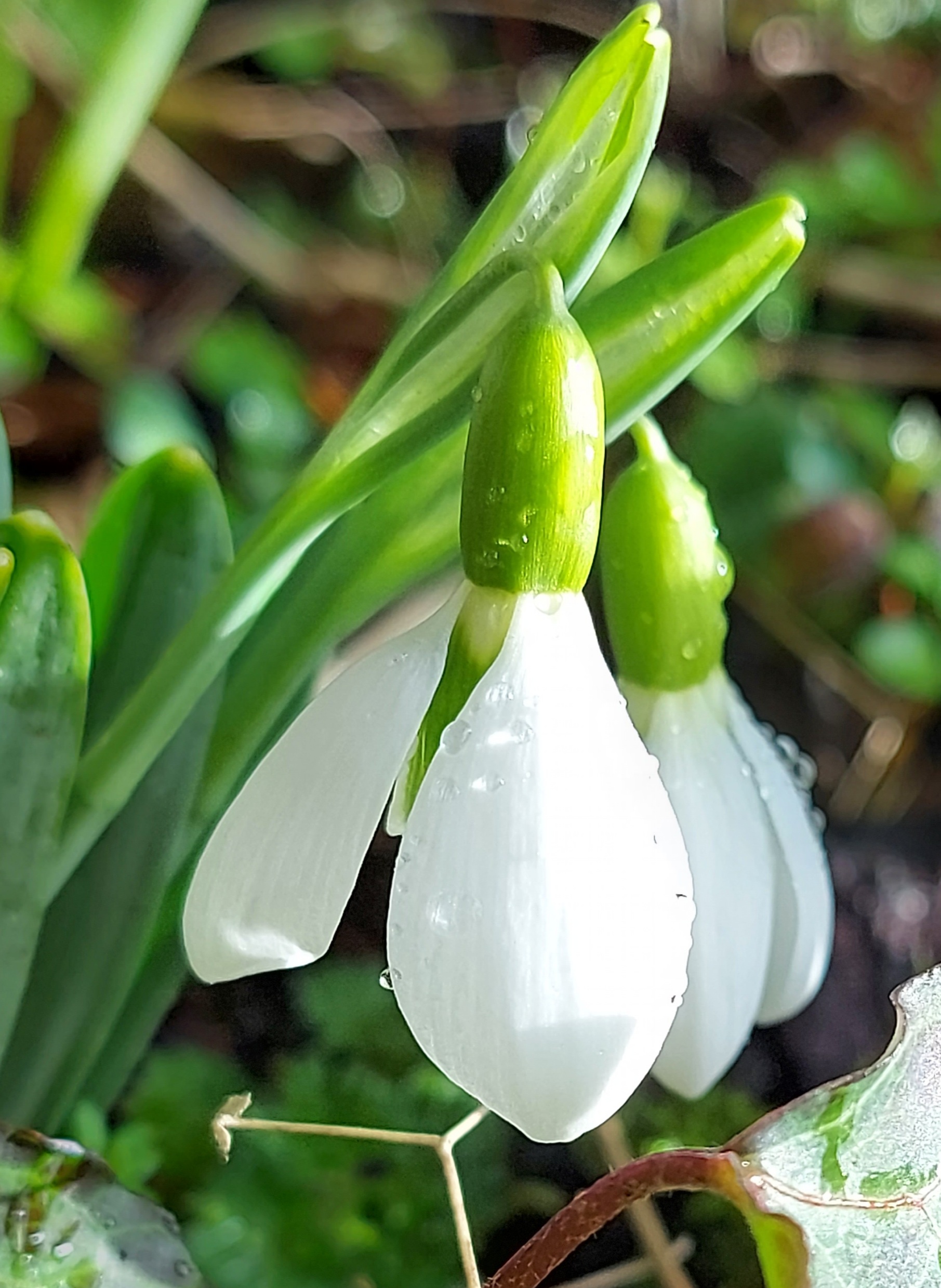 Galanthus Haconby Green