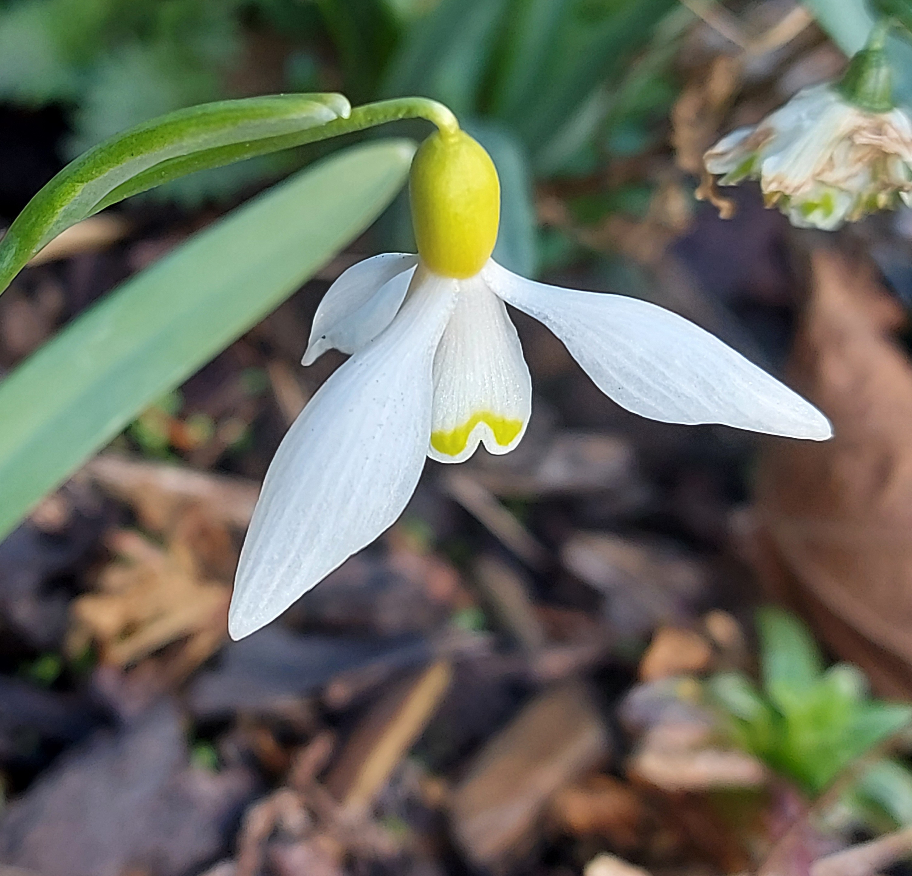 Galanthus Norfolk Blond