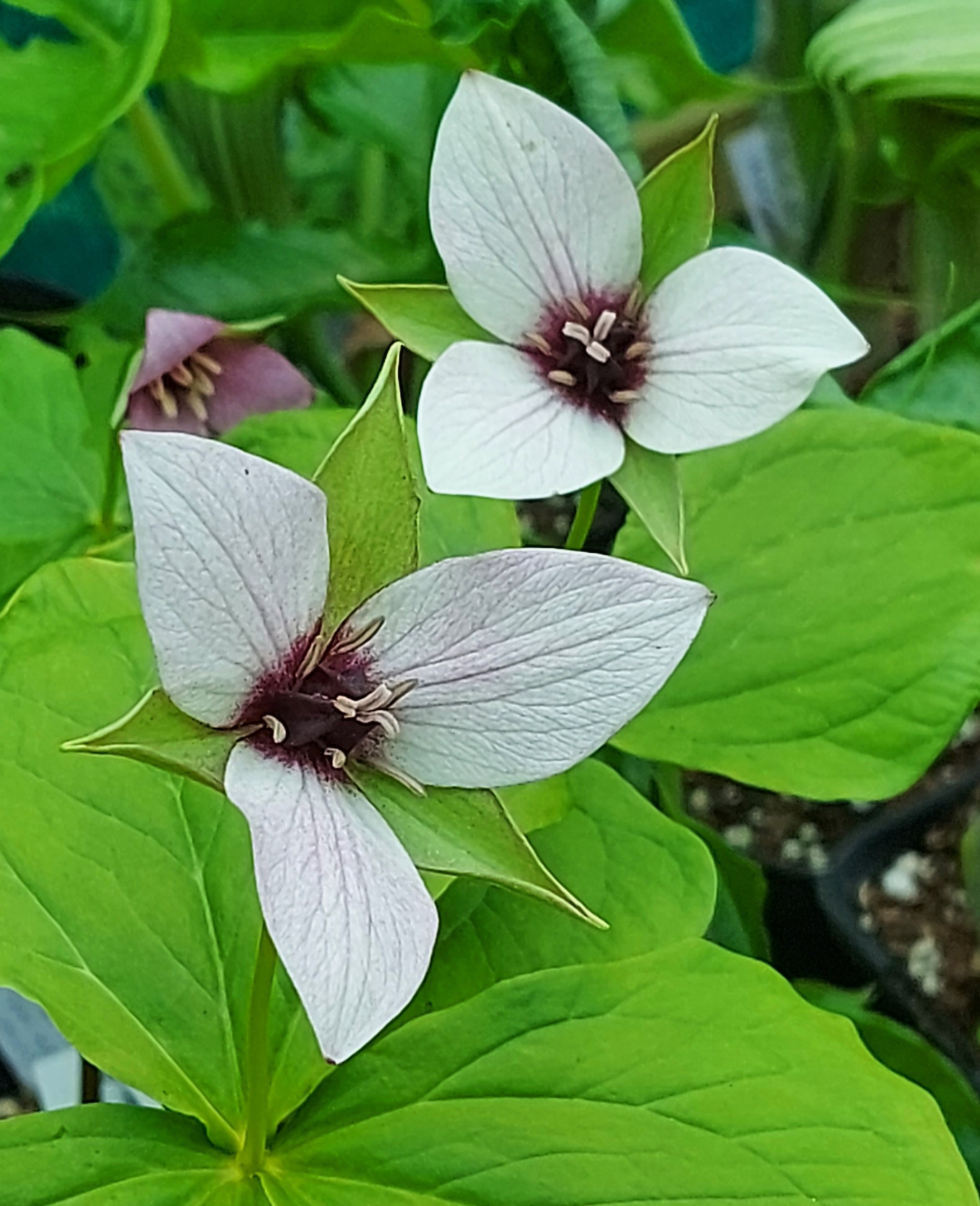 Trillium erectum Album
