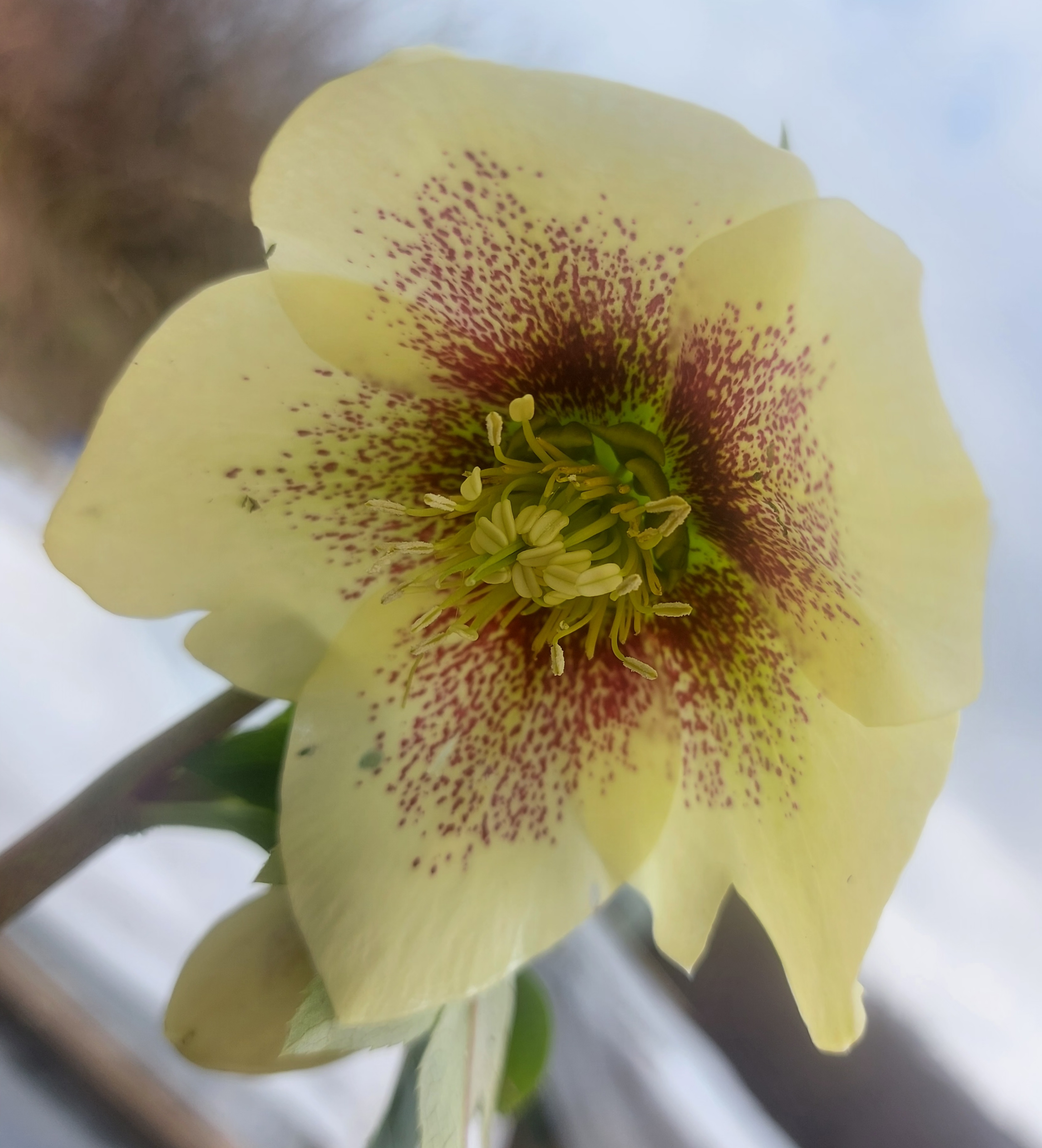 Helleborus x hybridus Single Primrose Spotted