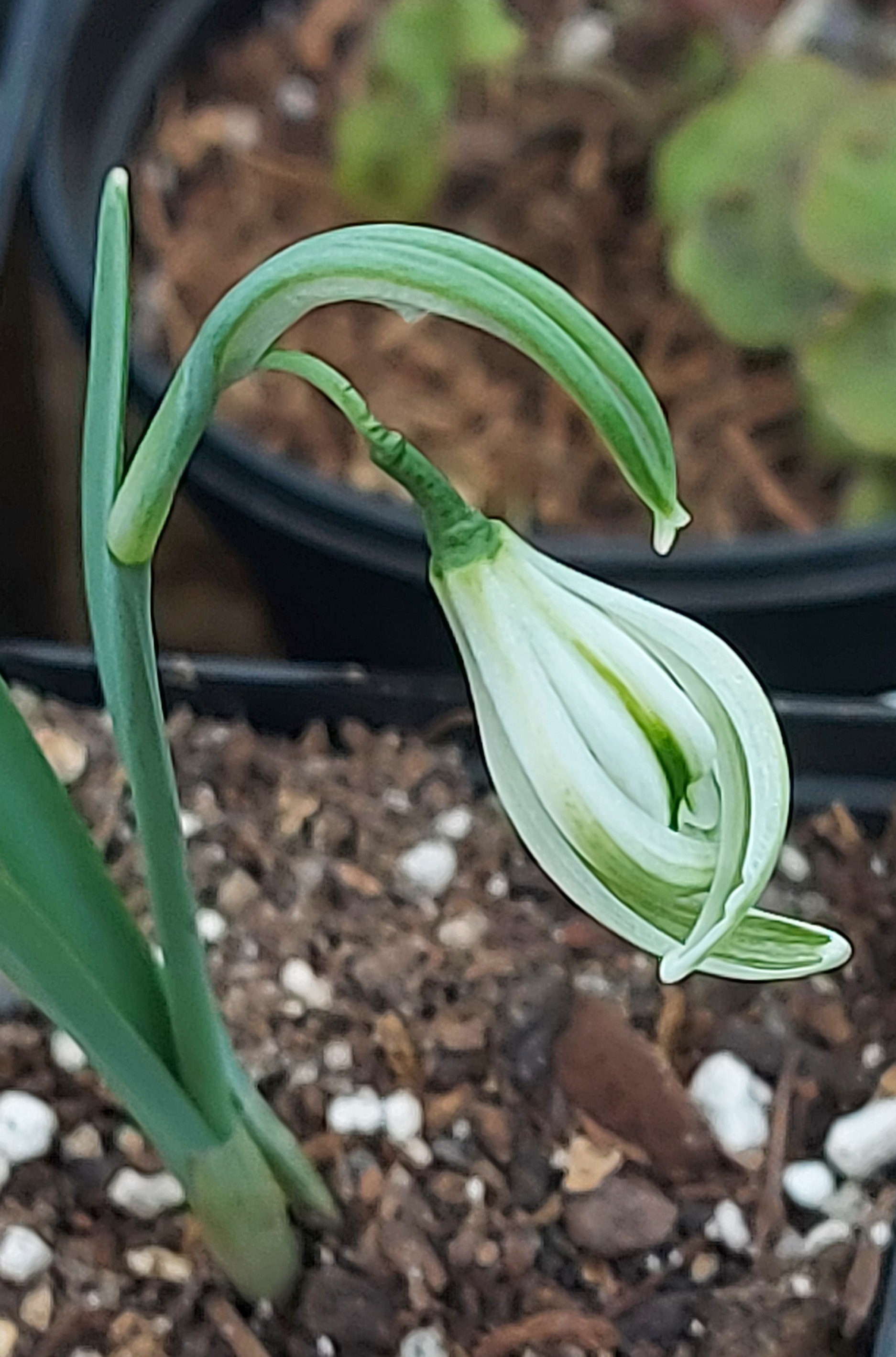 Galanthus Luke