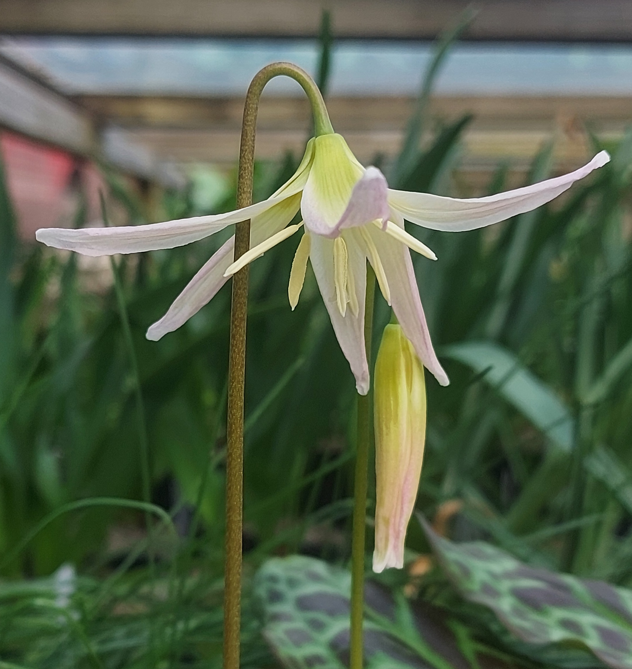 Erythronium Solar Flare