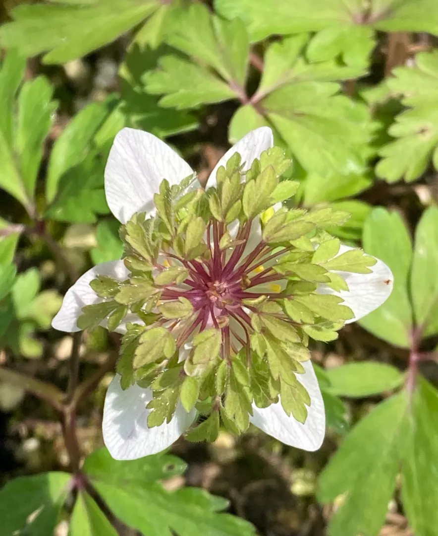 Anemone nemorosa Green Fingers