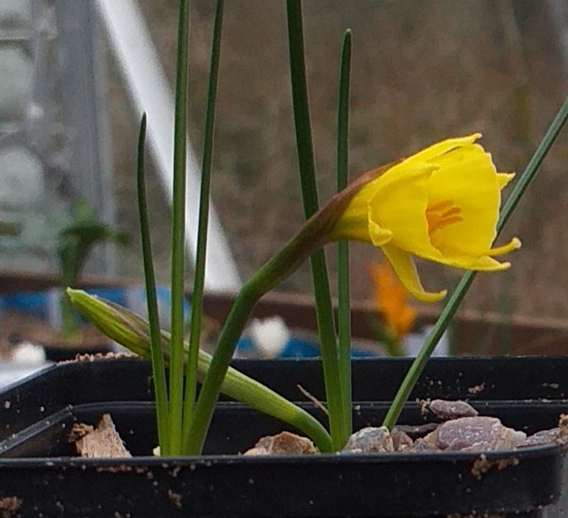 Narcissus hedraeanthus