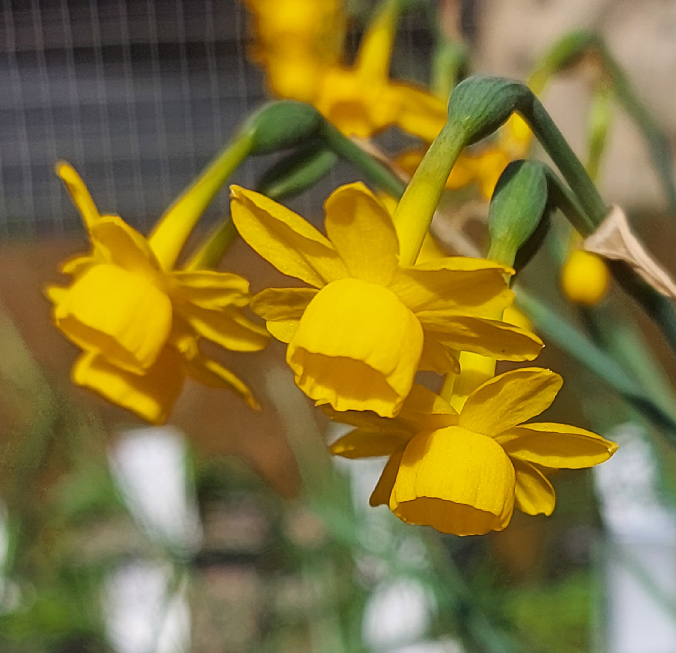 Narcissus scaberulus