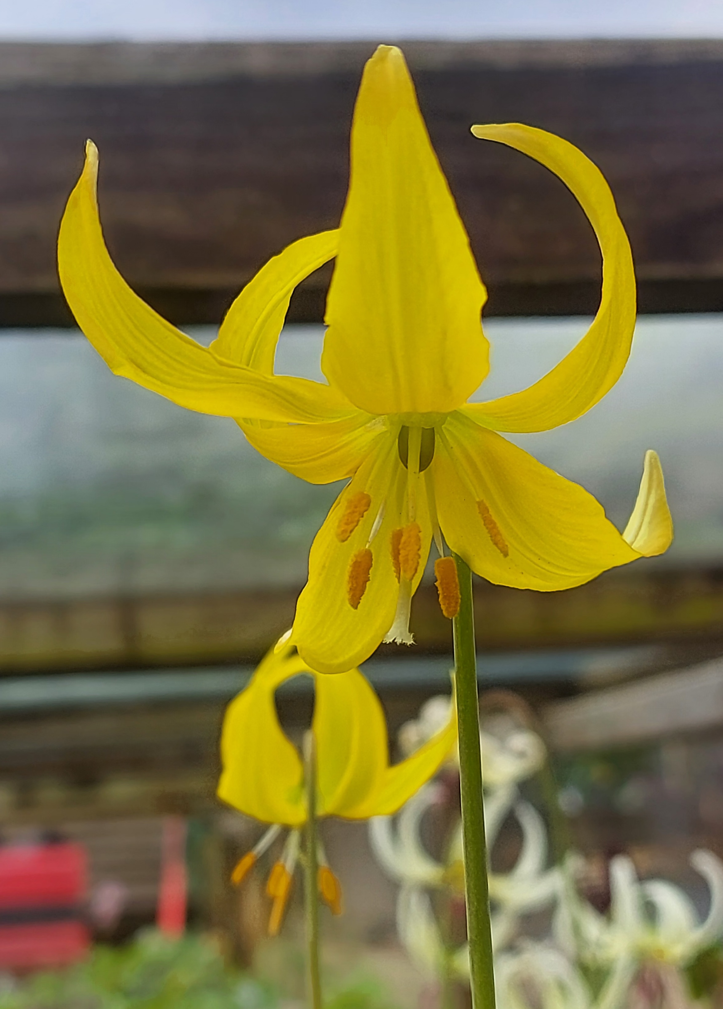 Erythronium Harvington Sunshine