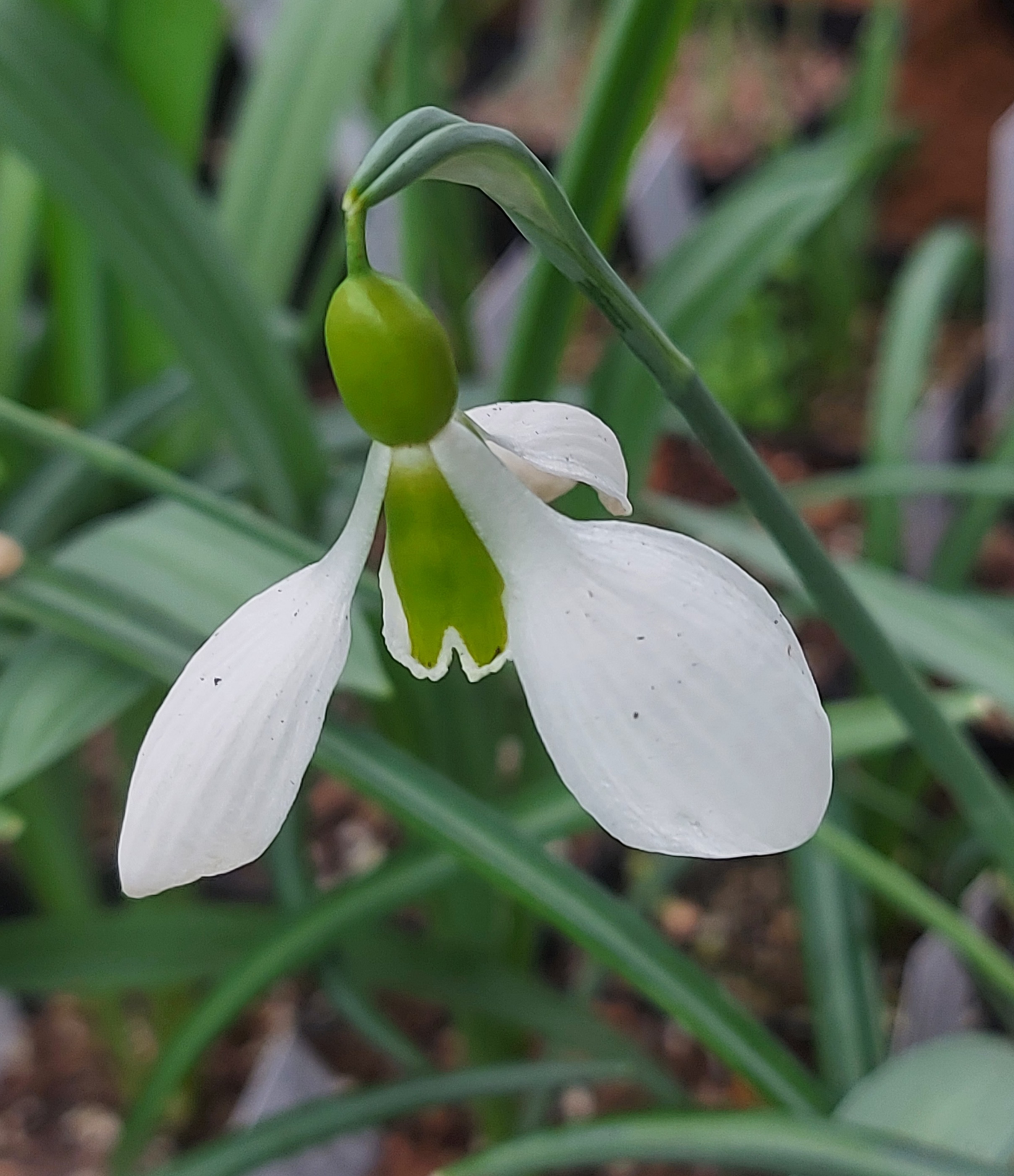 Galanthus Bloomer