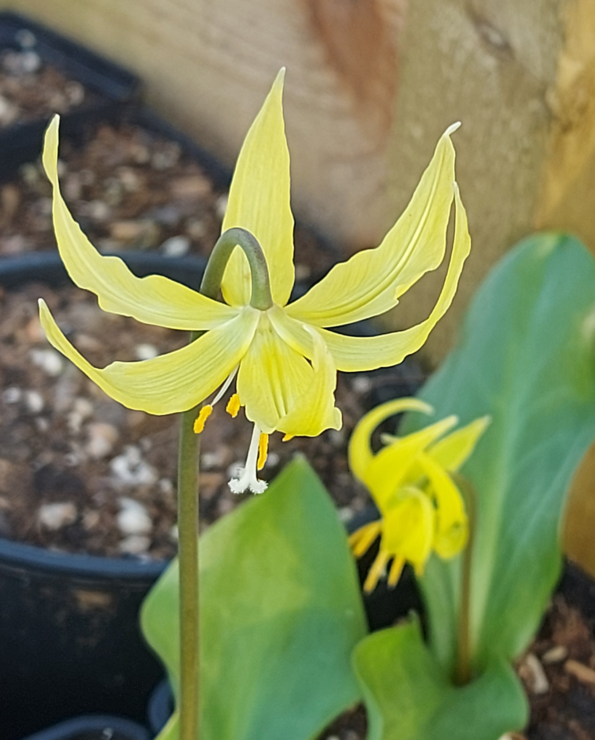 Erythronium Susannah