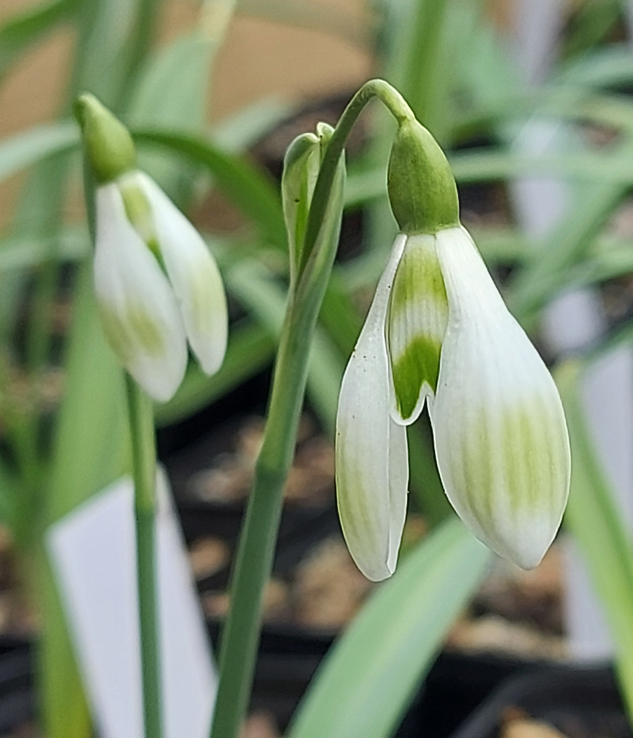 Galanthus Rushmere Green