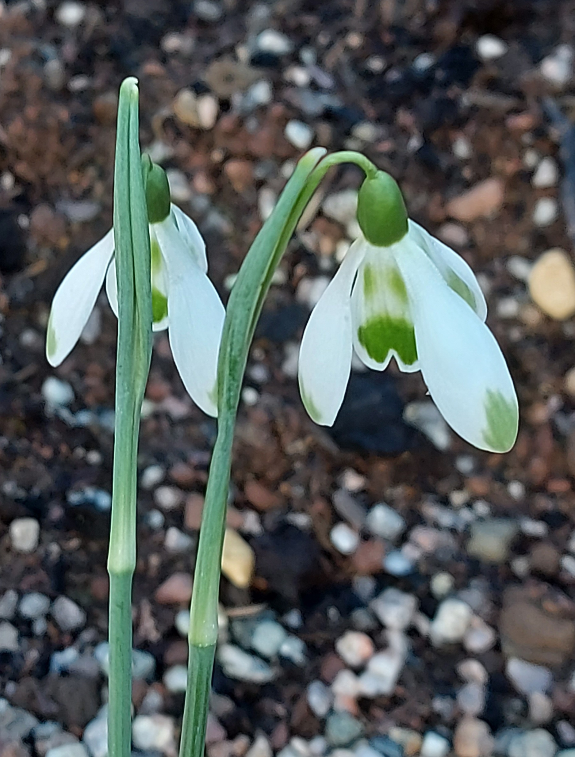 Galanthus Joe's Spotted