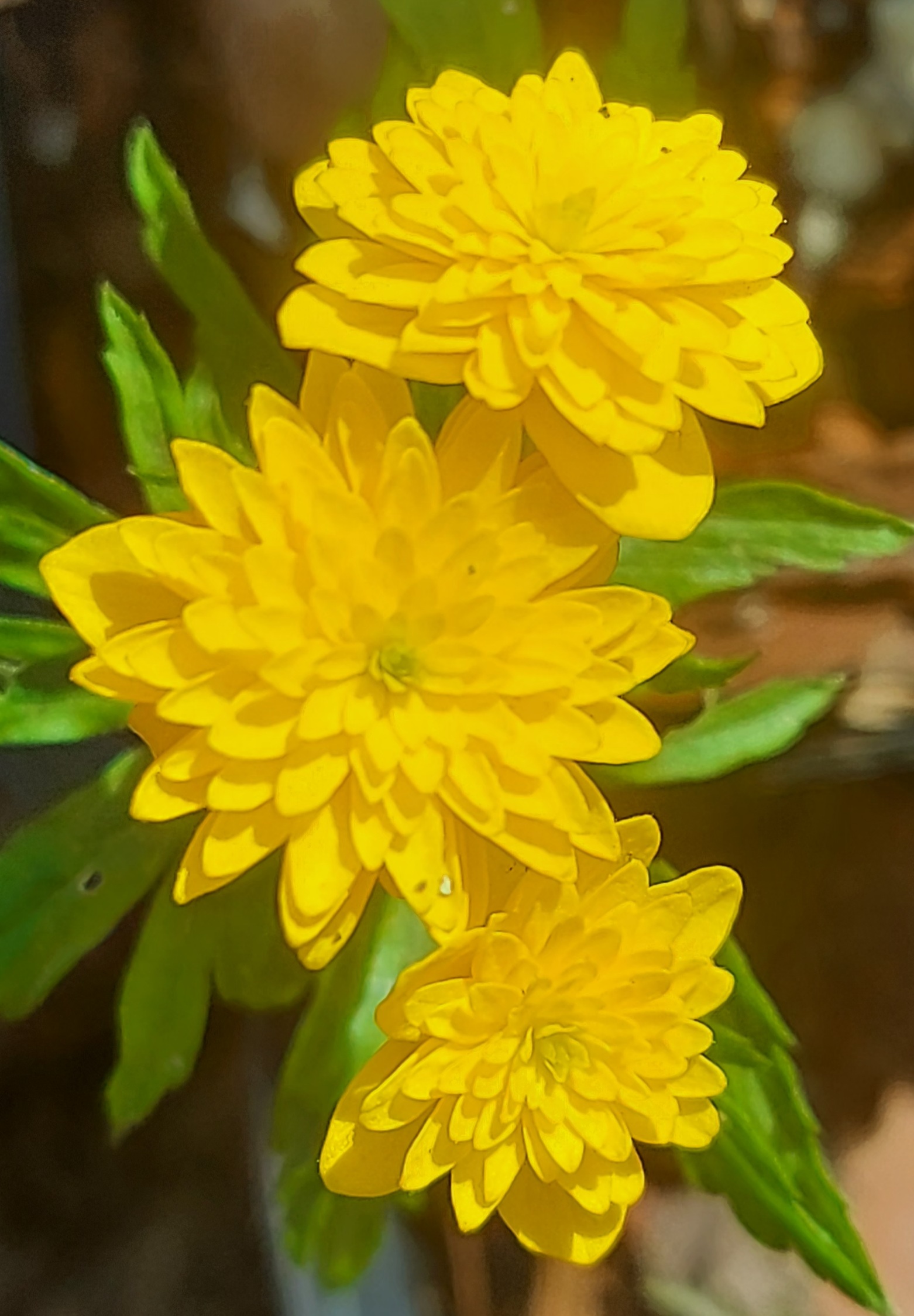 Anemone ranunculoides Roosi