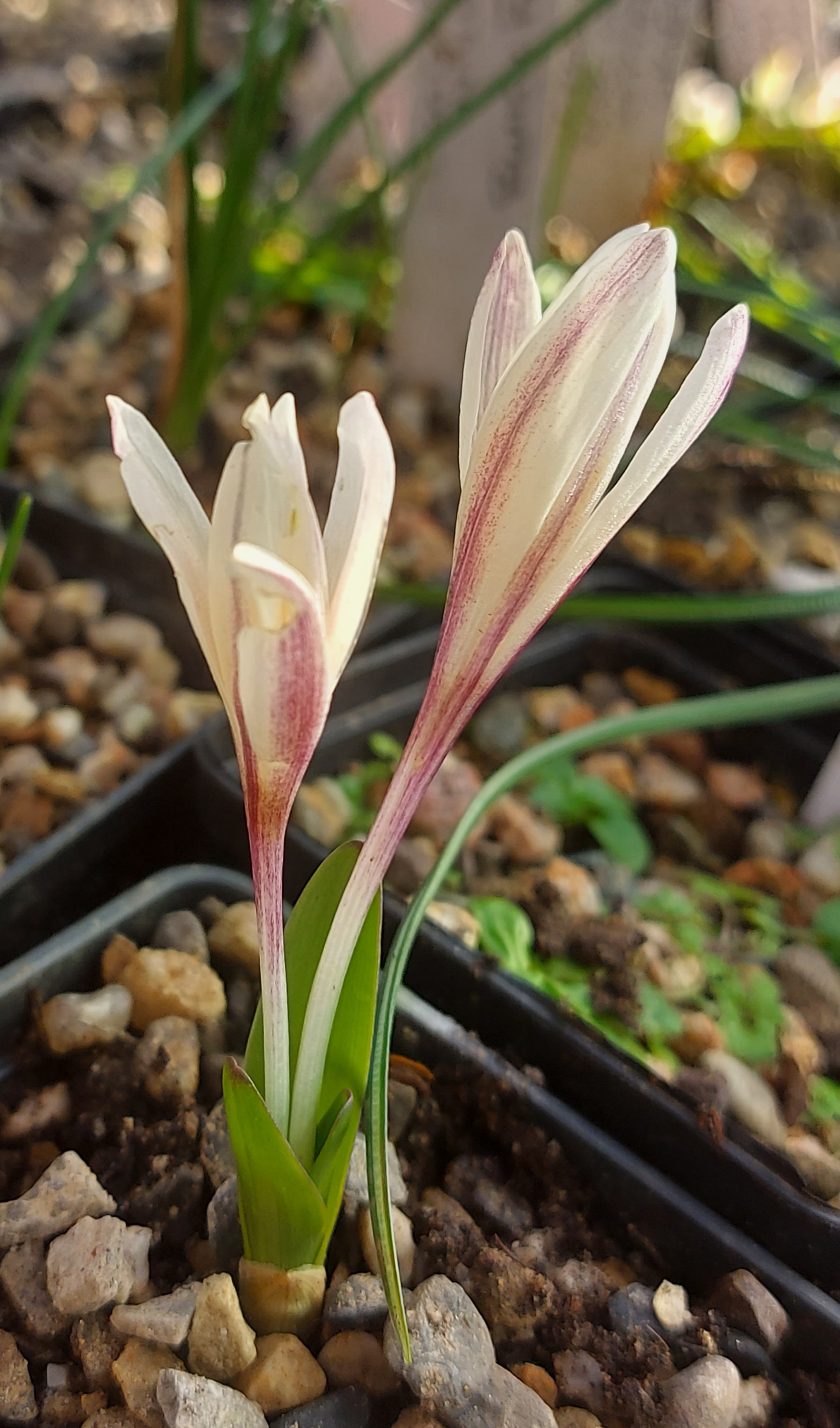 Colchicum kesselringii