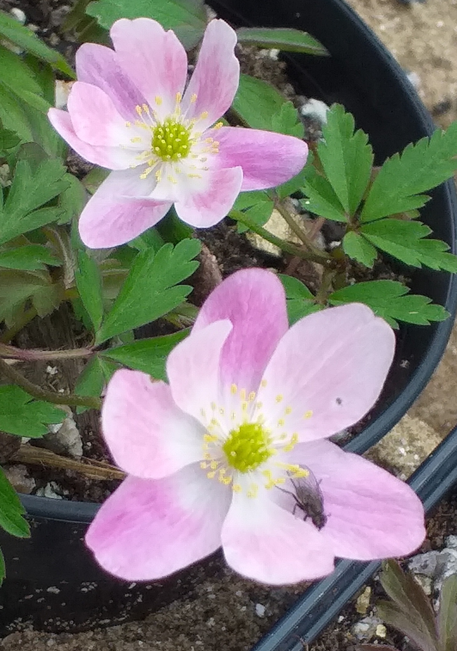 Anemone nemorosa Gigantea Rubra