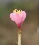 Haemanthus crispus Pink Form