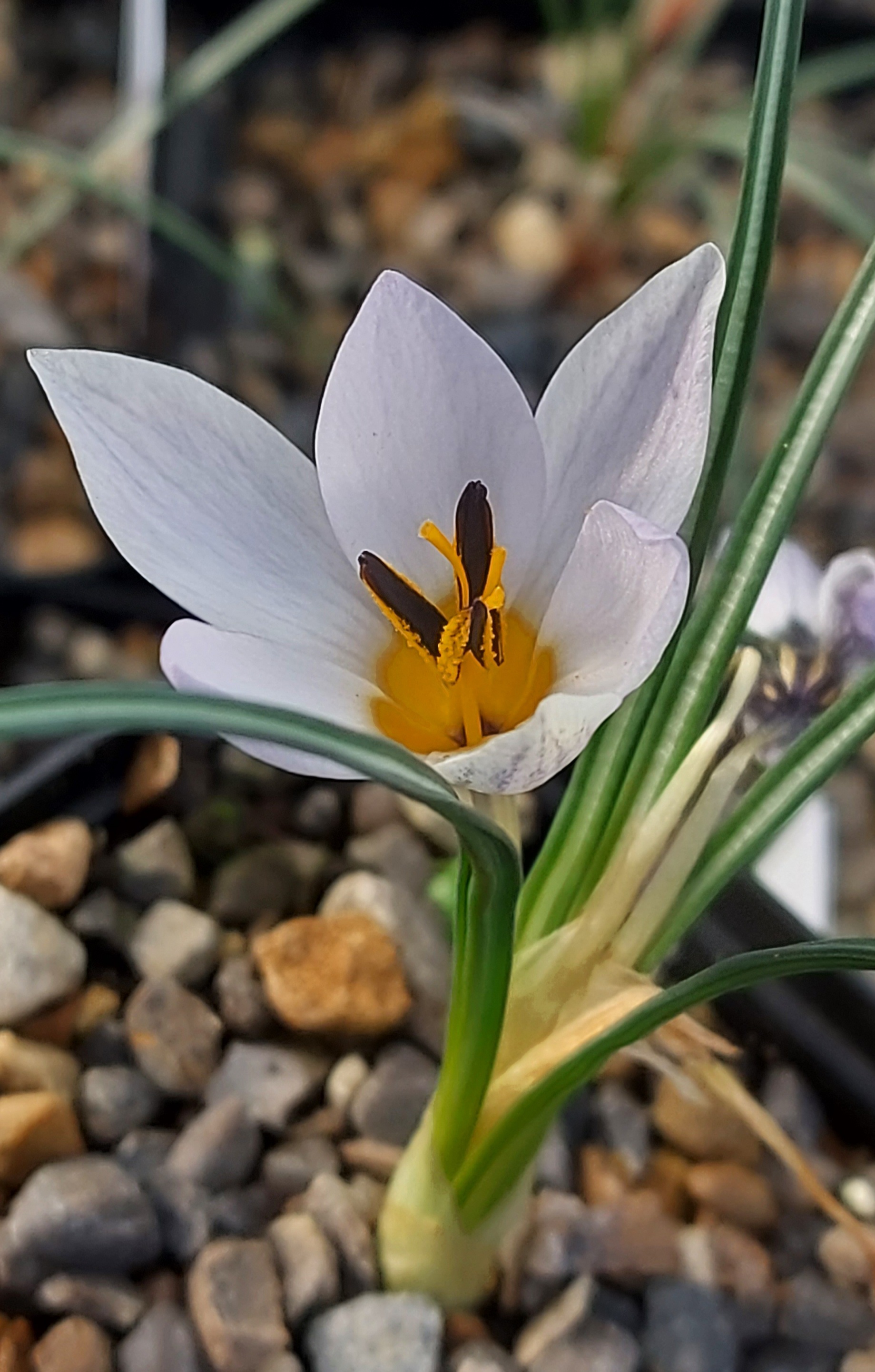 Crocus nubigena