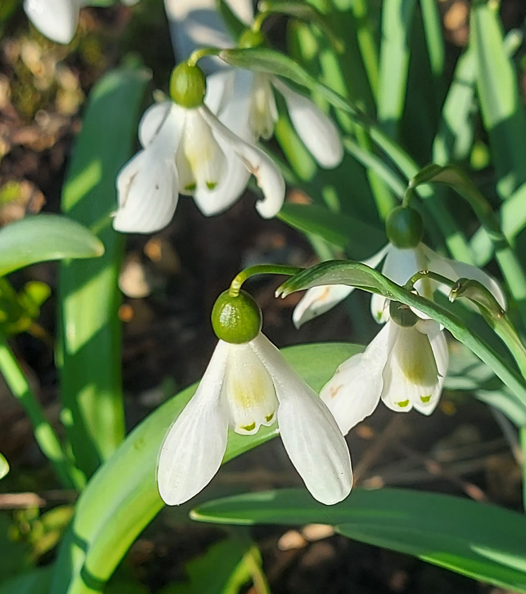 Galanthus Cliff Curtis