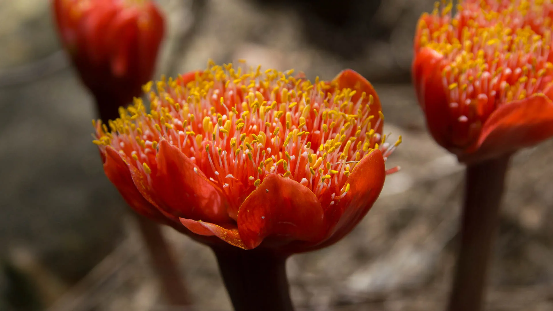 Haemanthus sanguineus